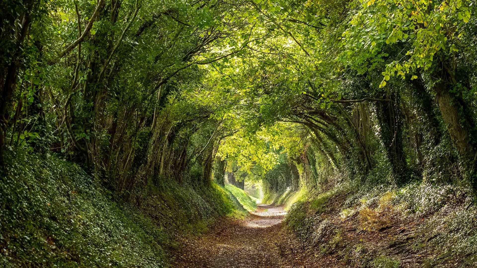 Download mobile wallpaper Tree, Path, Tunnel, England, Man Made for free.