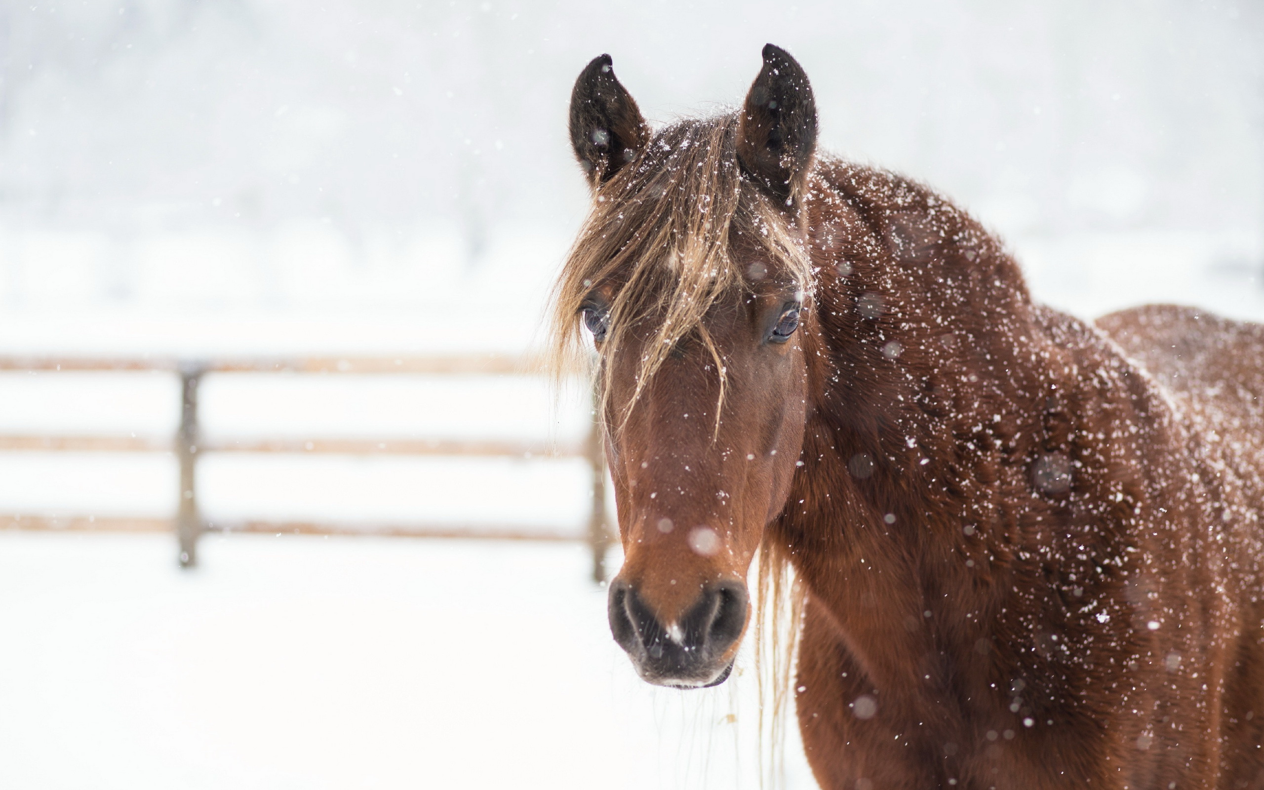 Free download wallpaper Winter, Animal, Horse, Snowfall, Stare, Depth Of Field on your PC desktop
