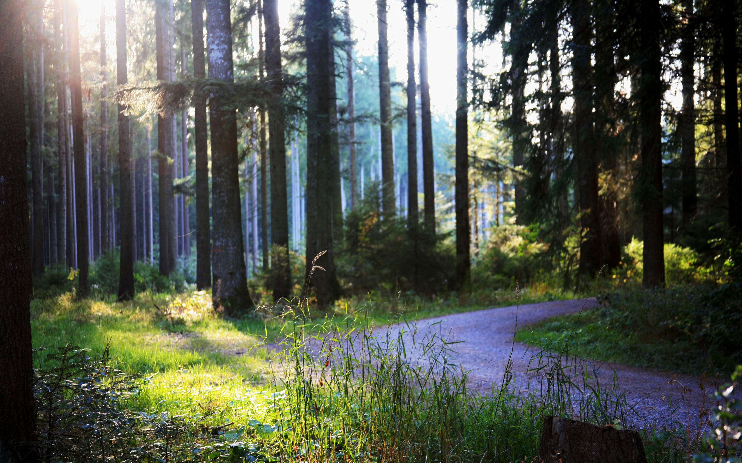 Laden Sie das Pfad, Erde/natur-Bild kostenlos auf Ihren PC-Desktop herunter