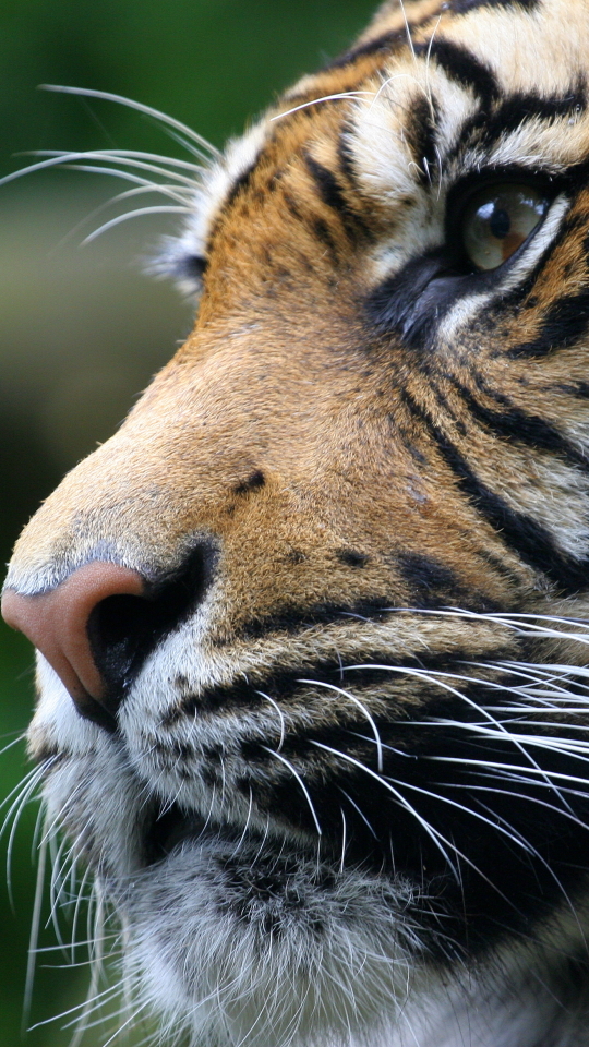 Descarga gratuita de fondo de pantalla para móvil de Animales, Gatos, Tigre.