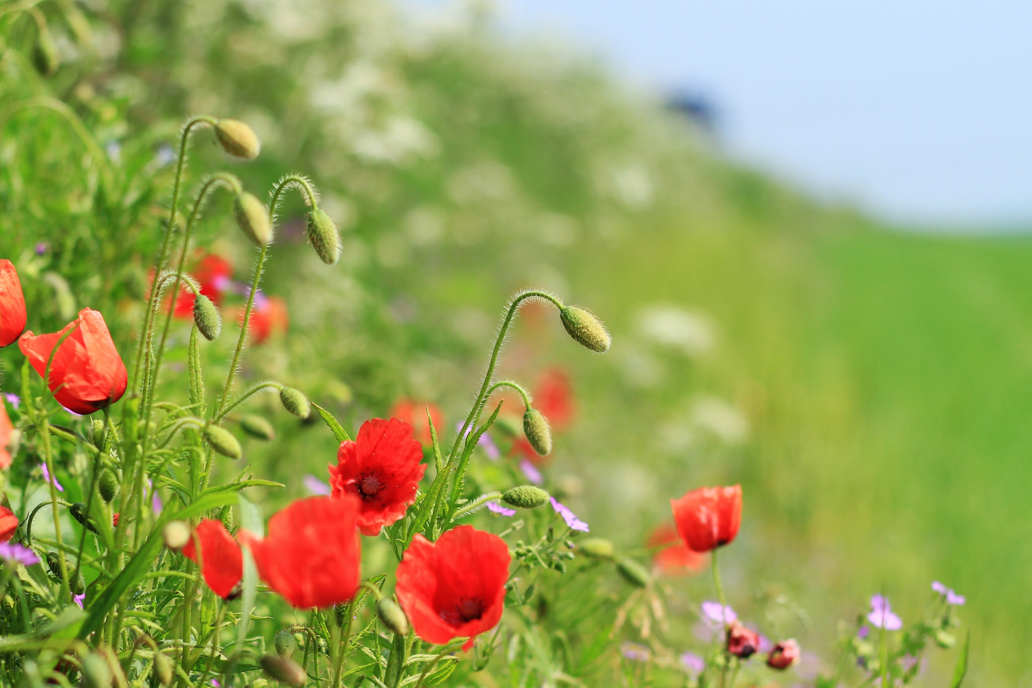 Download mobile wallpaper Flowers, Summer, Flower, Blur, Earth, Poppy, Red Flower for free.