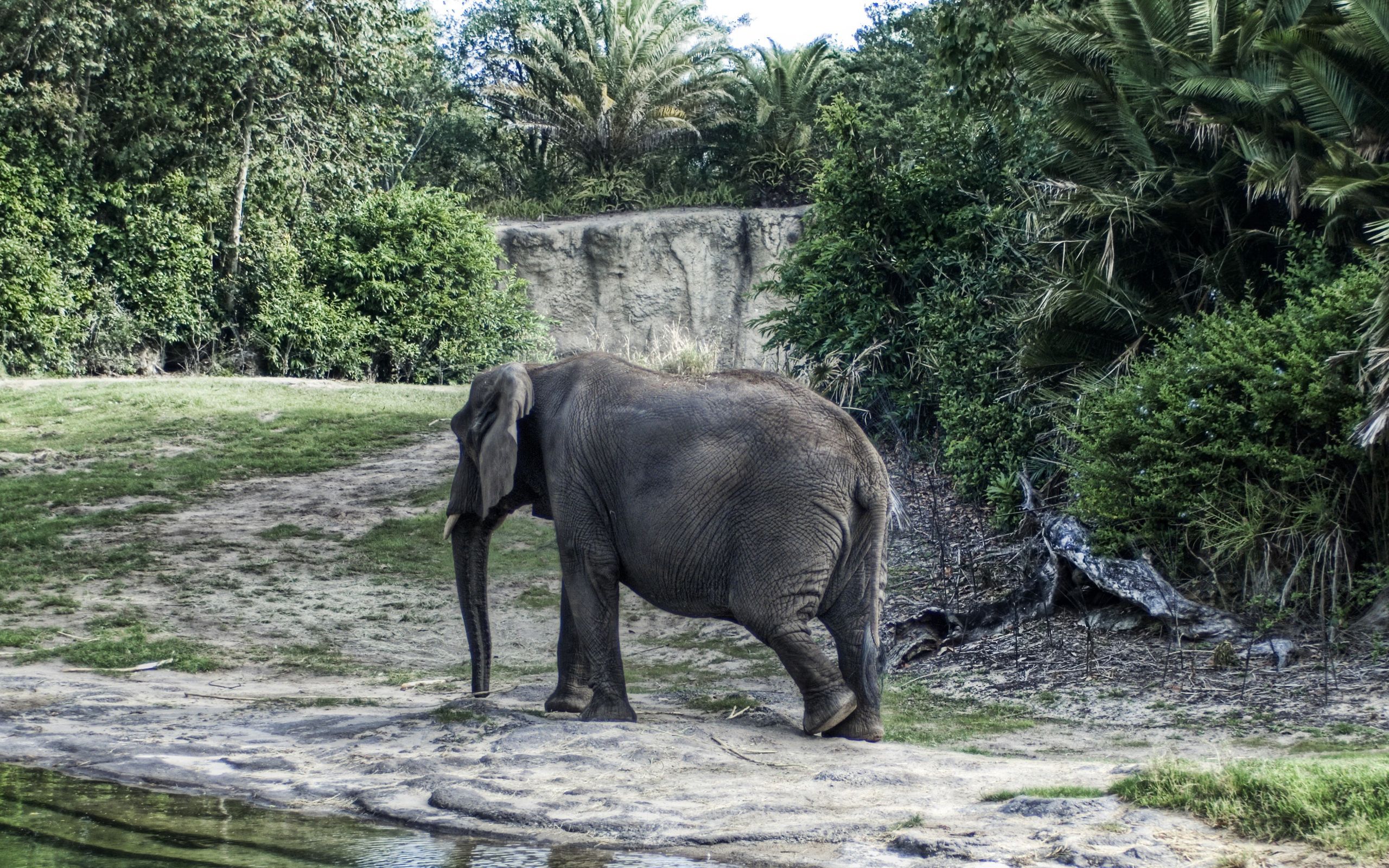 animals, trees, stroll, large, big, elephant