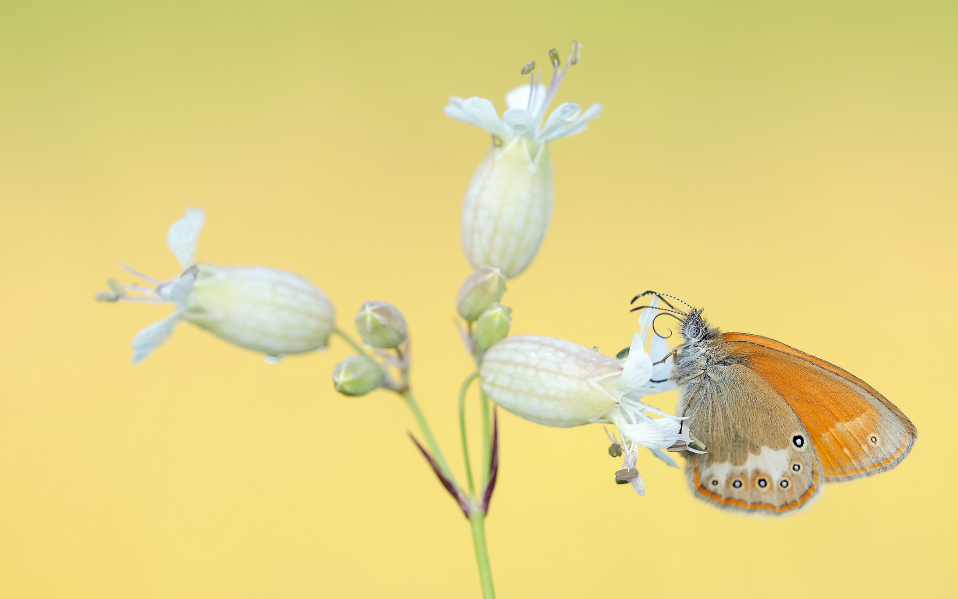 Téléchargez gratuitement l'image Animaux, Papillon sur le bureau de votre PC