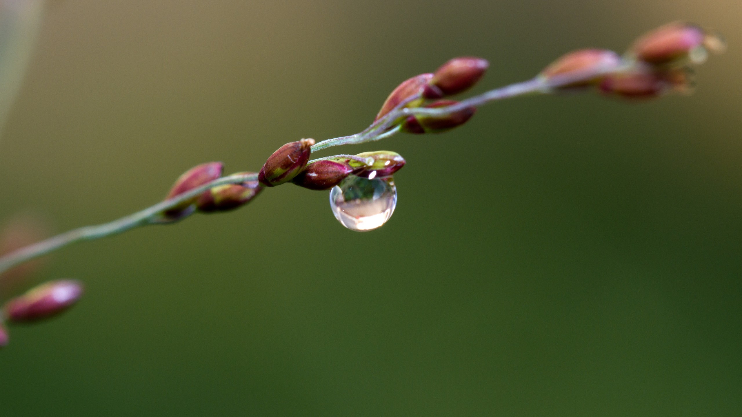 212240 Fonds d'écran et Goutte D'eau images sur le bureau. Téléchargez les économiseurs d'écran  sur PC gratuitement