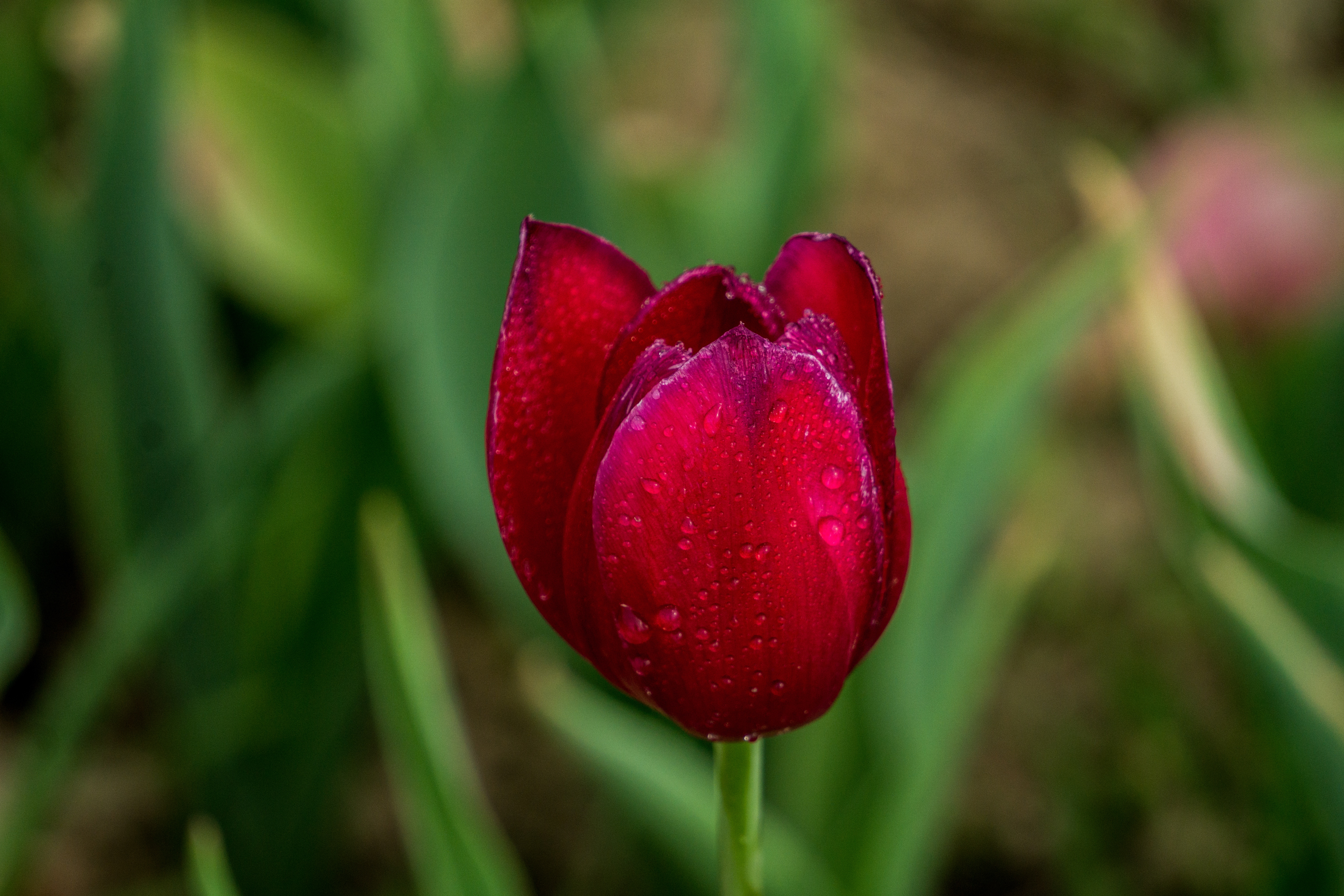 Download mobile wallpaper Bud, Tulip, Flowers, Drops for free.