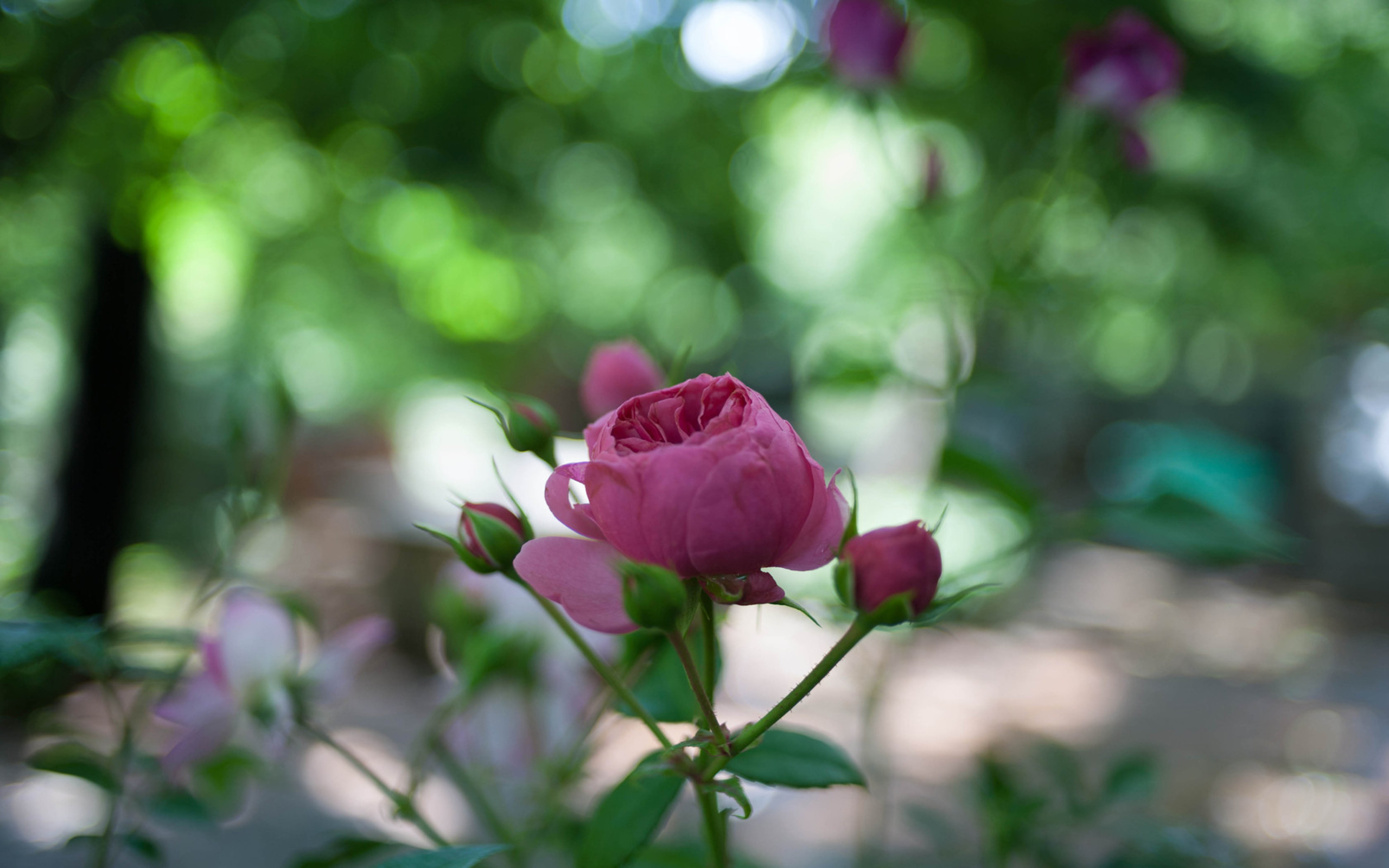 Baixe gratuitamente a imagem Flores, Rosa, Terra/natureza na área de trabalho do seu PC