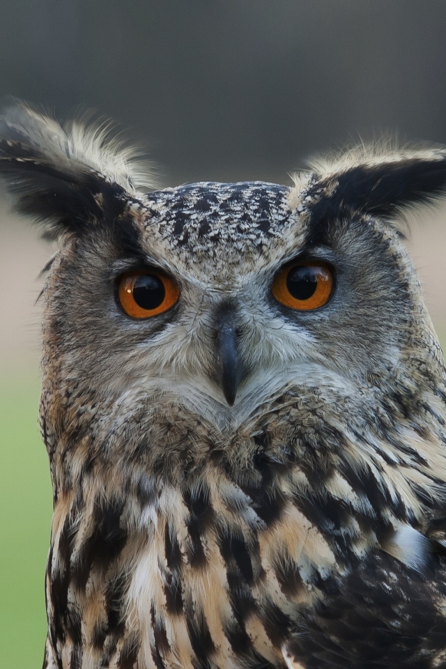 無料モバイル壁紙動物, 鳥, フクロウをダウンロードします。