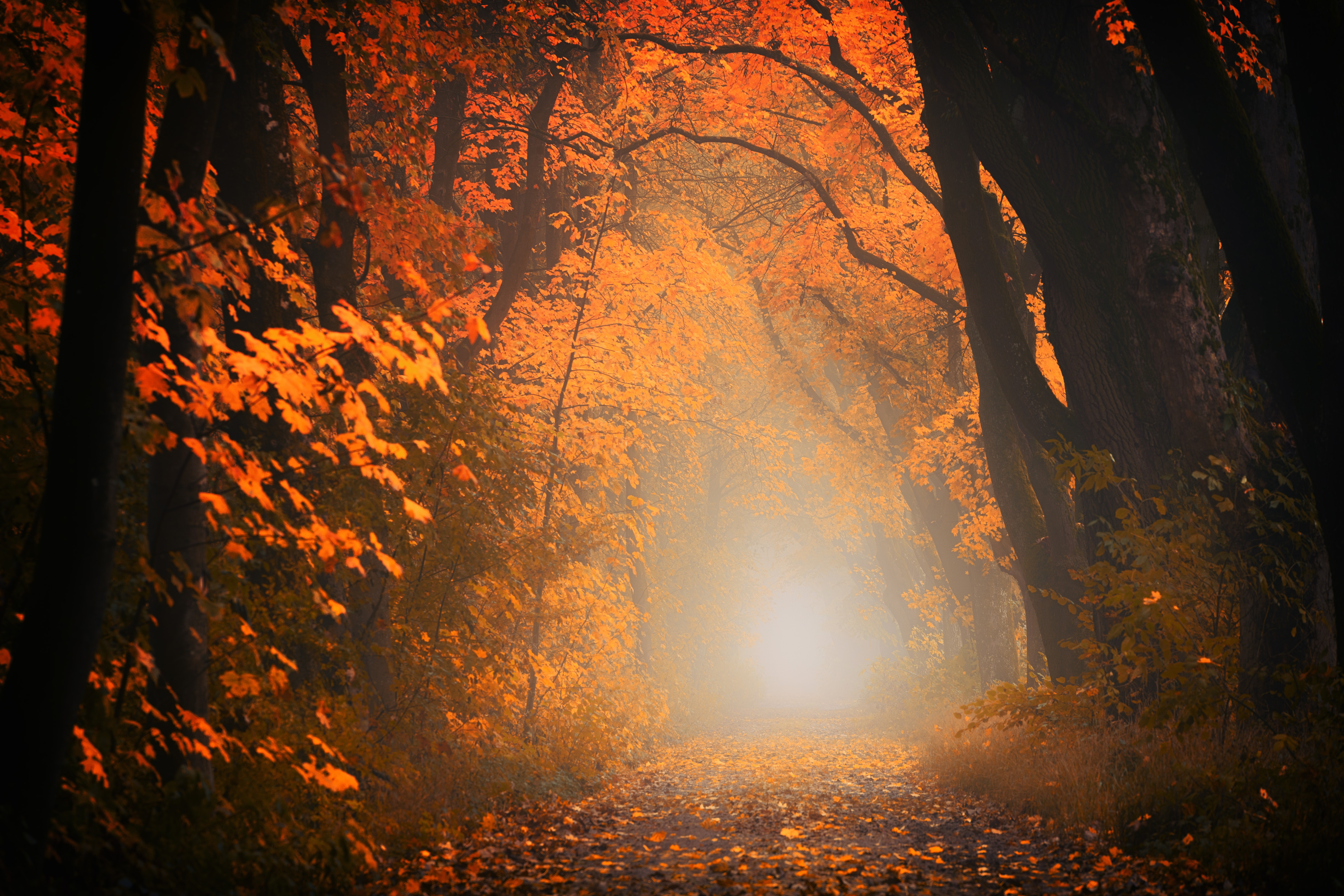 Скачать картинку Туман, Тропинка, Природа, Лес, Листва, Осень, Деревья в телефон бесплатно.