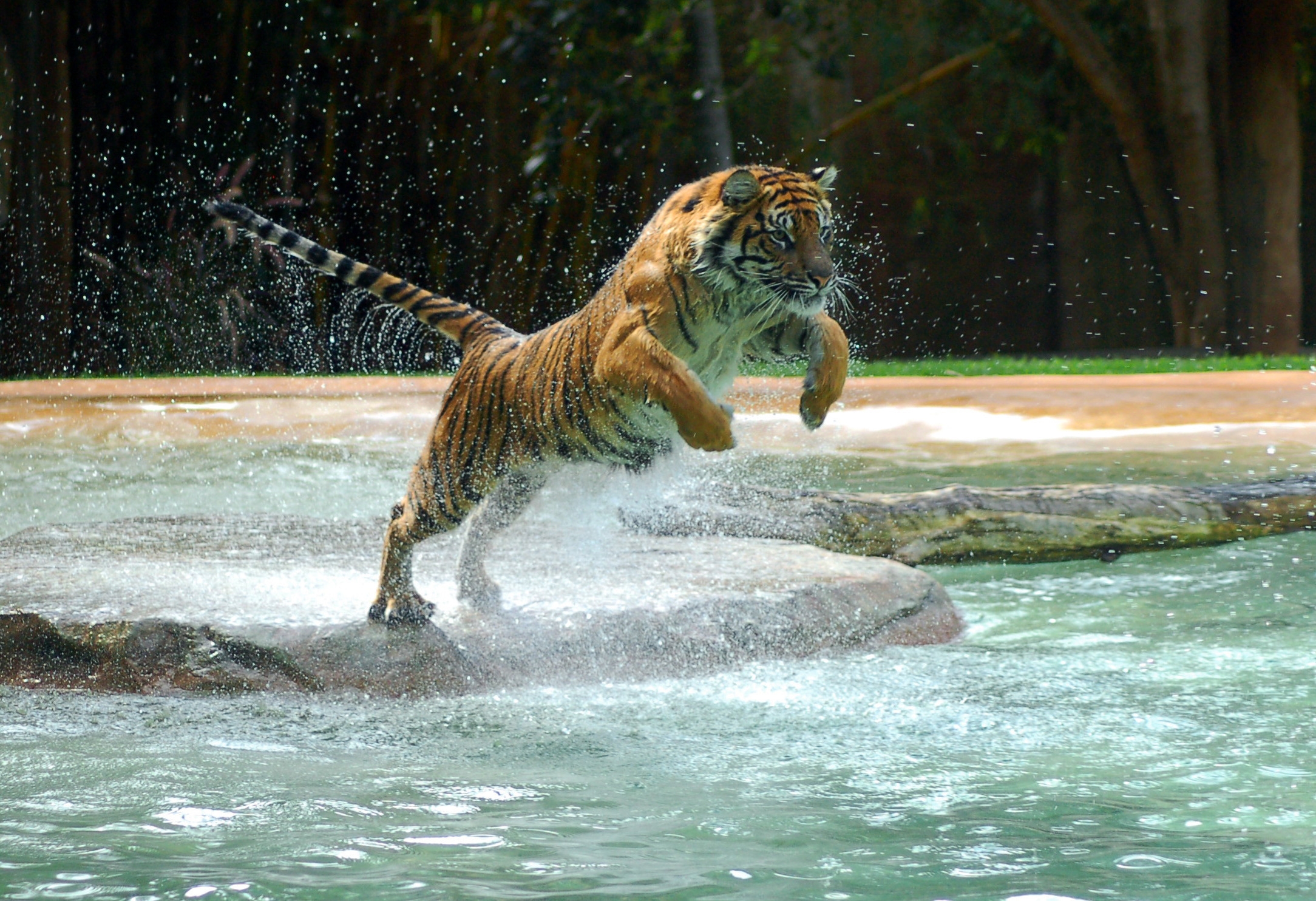 animals, water, predator, tiger, bounce, jump