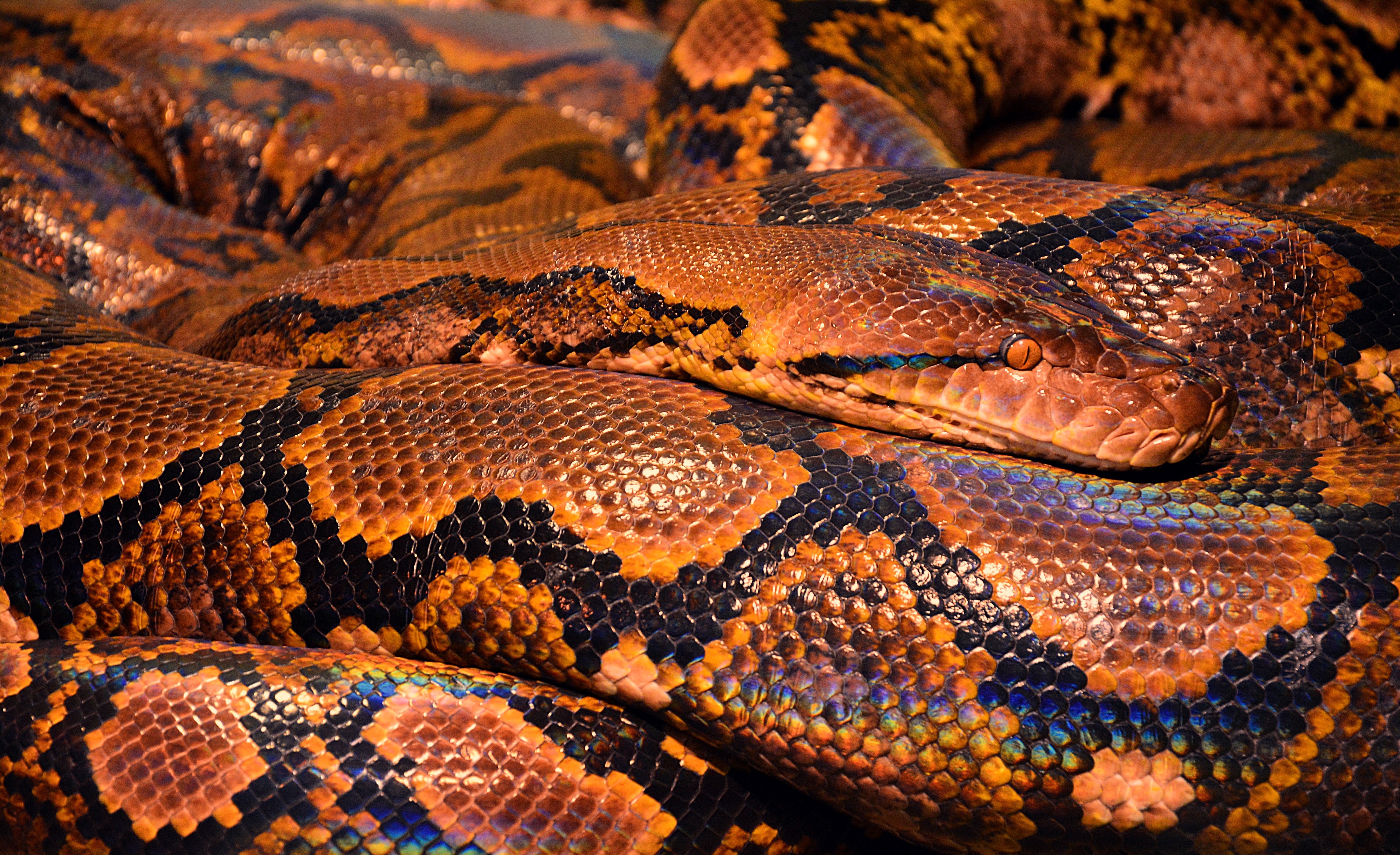 Free download wallpaper Python, Snake, Reptiles, Animal on your PC desktop