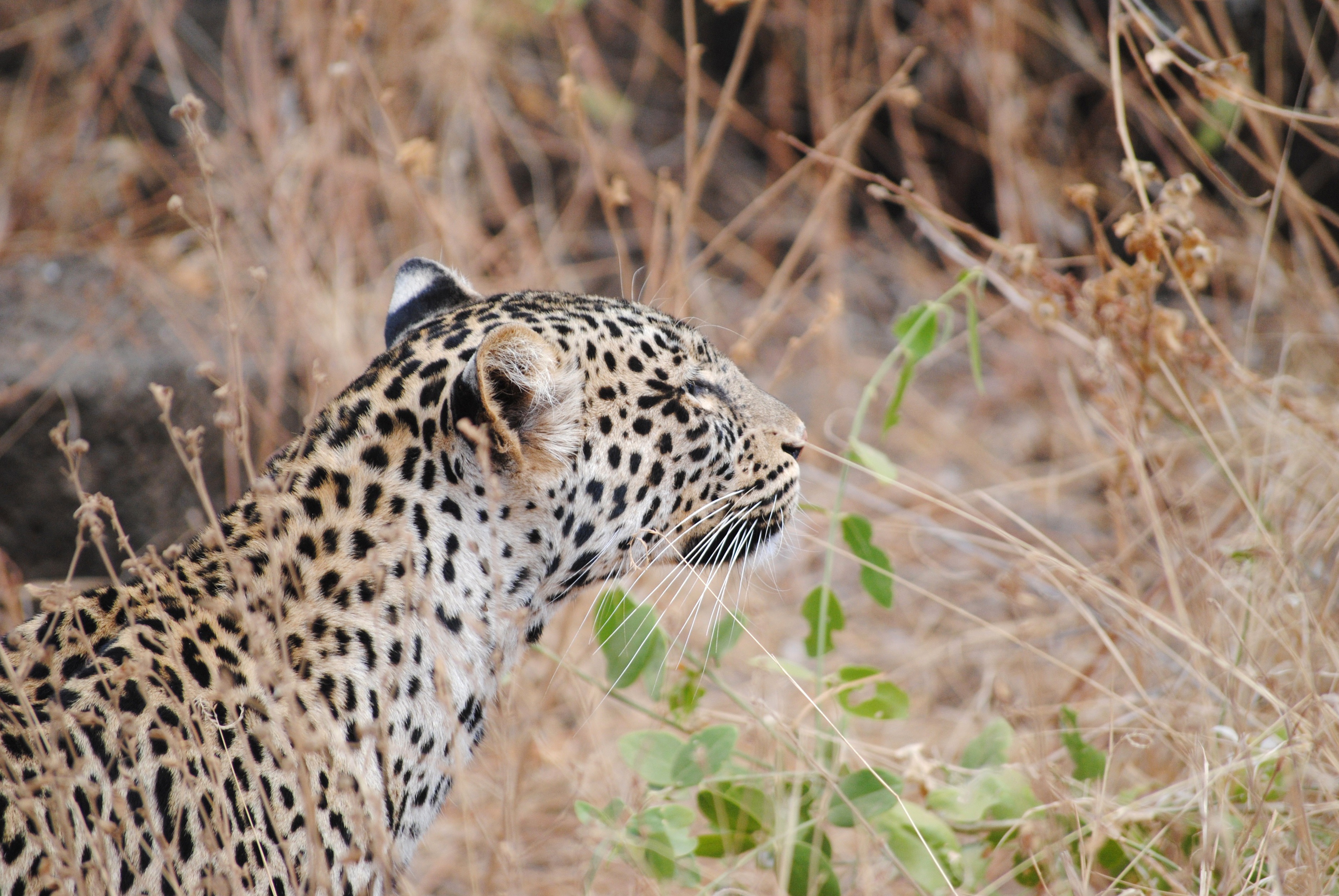 Handy-Wallpaper Leopard, Schnauze, Predator, Raubtier, Tiere kostenlos herunterladen.