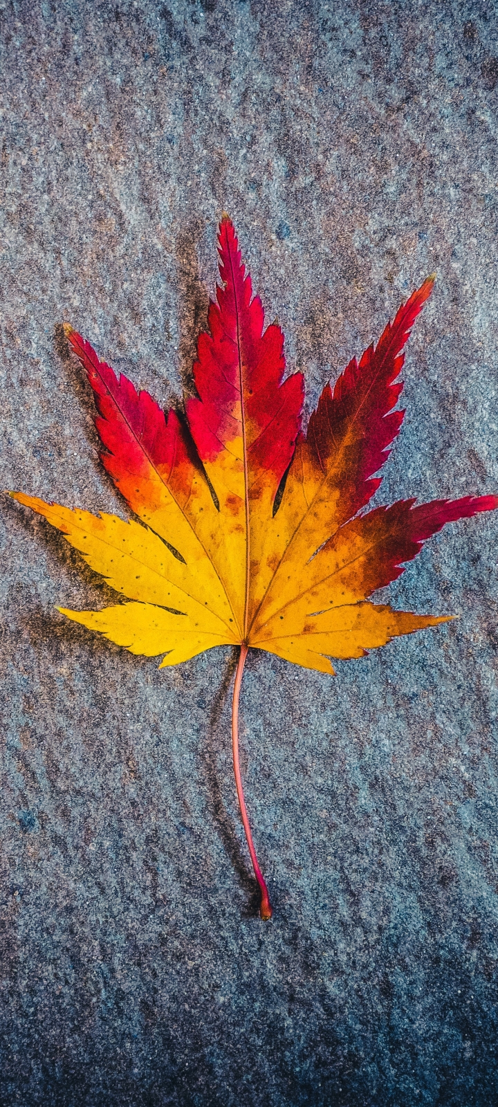 Download mobile wallpaper Leaf, Earth, Maple Leaf for free.