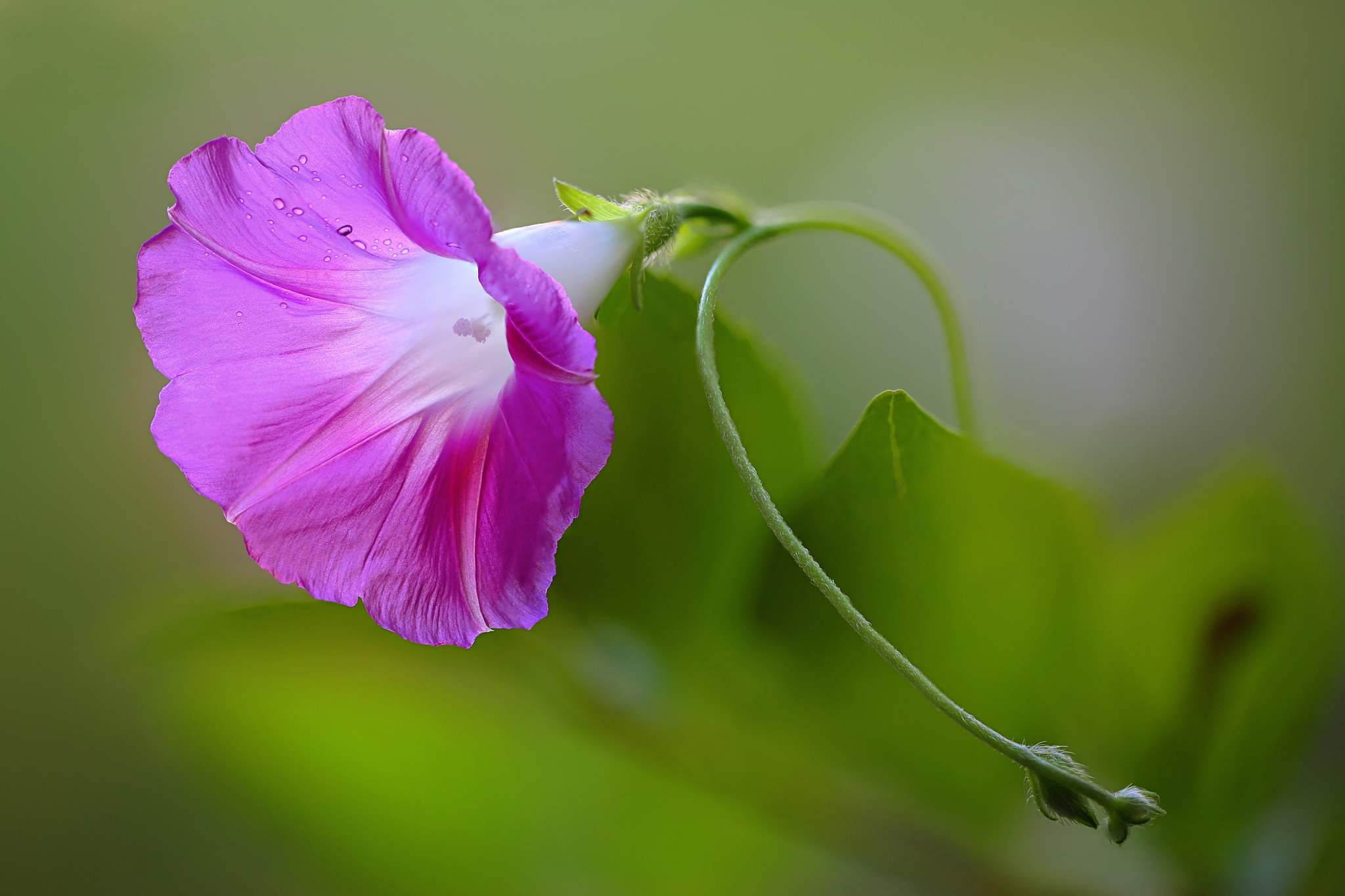 Handy-Wallpaper Natur, Blumen, Blume, Makro, Erde/natur, Pinke Blume kostenlos herunterladen.