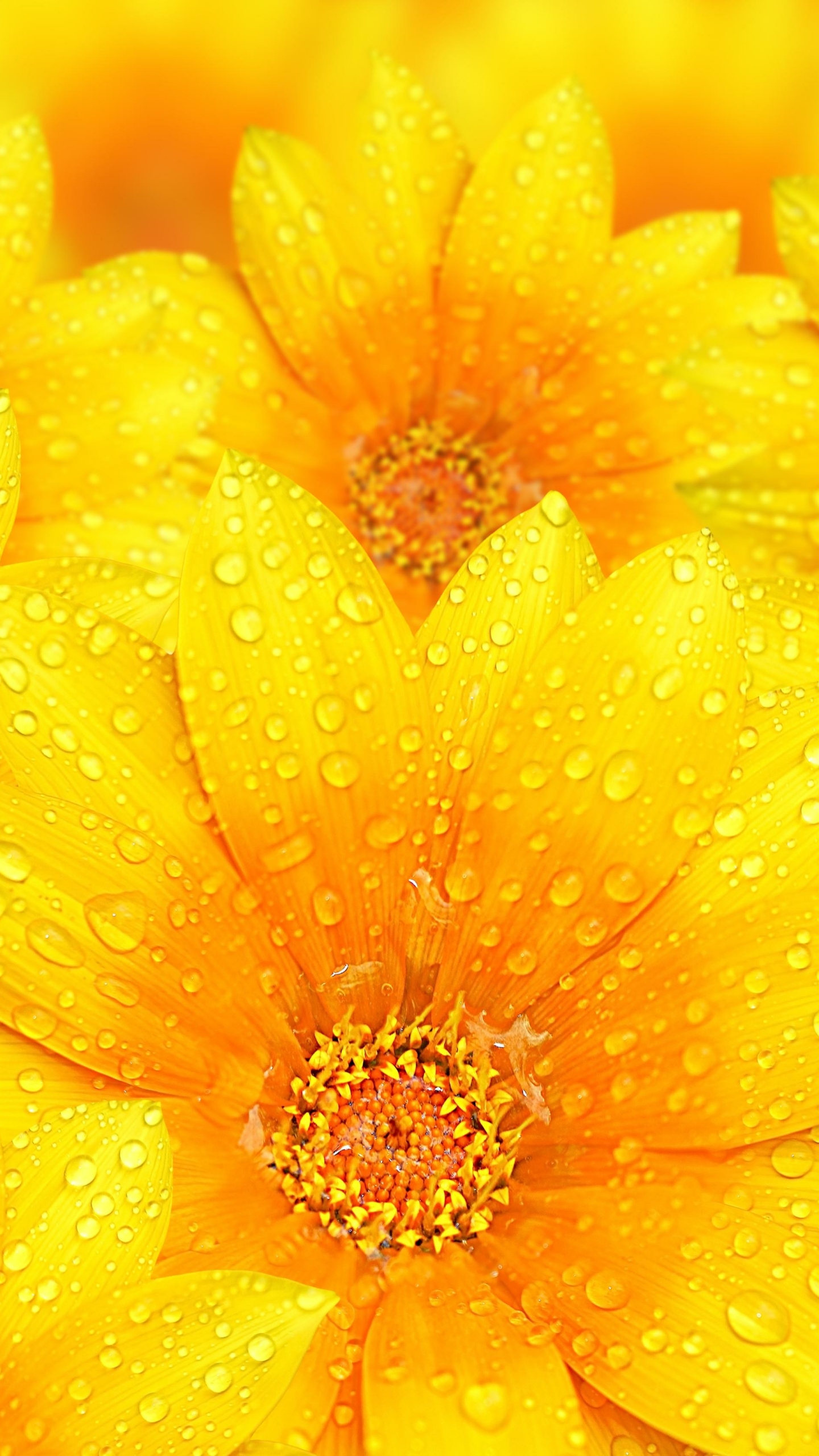 Téléchargez gratuitement l'image Fleurs, Fleur, Gouttes De Pluie, Terre/nature sur le bureau de votre PC