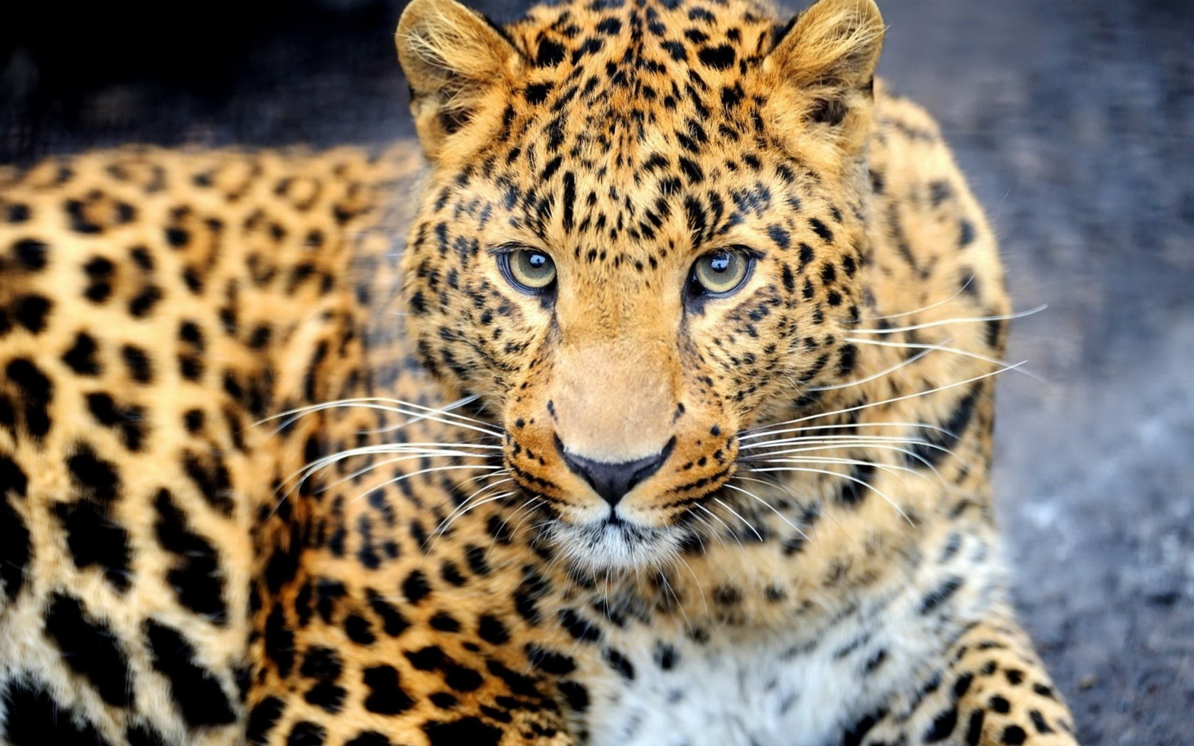 Завантажити шпалери безкоштовно Леопард, Тварина, Коти картинка на робочий стіл ПК