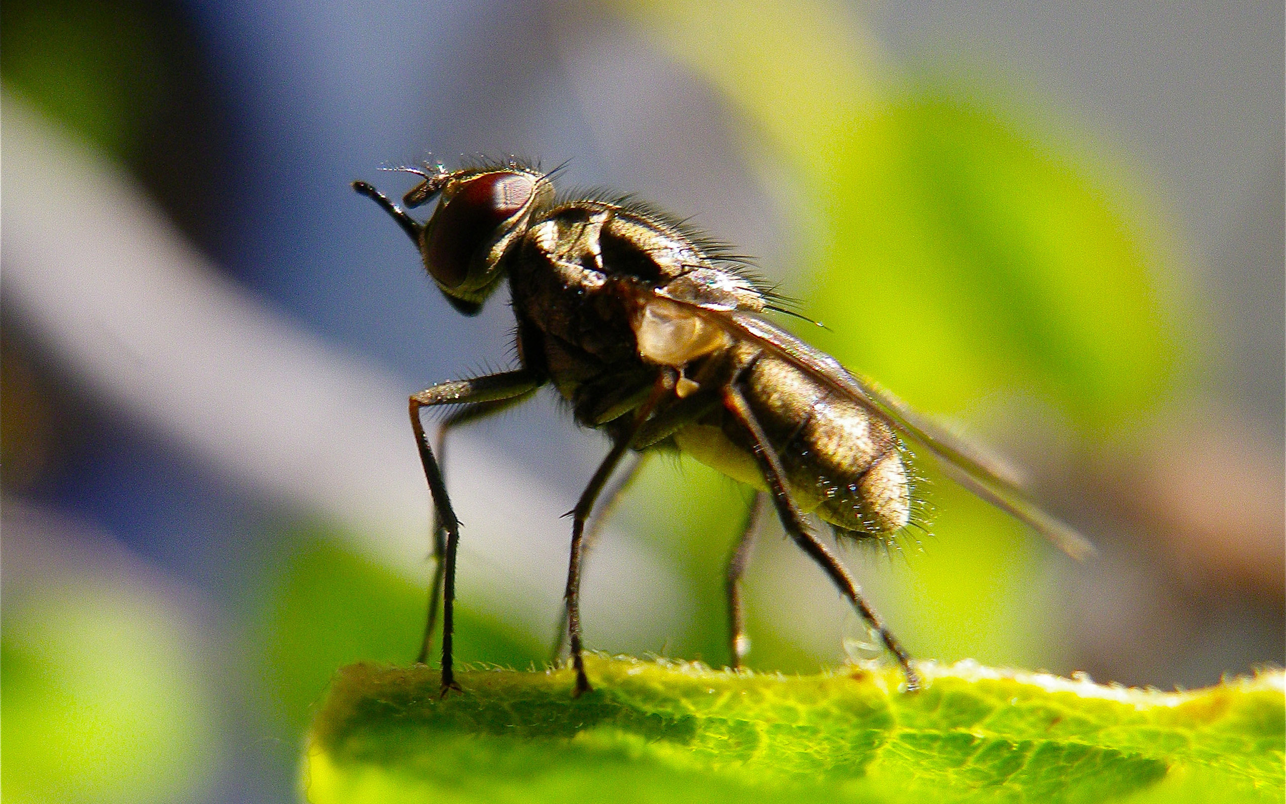 Download mobile wallpaper Nature, Close Up, Animal, Fly for free.