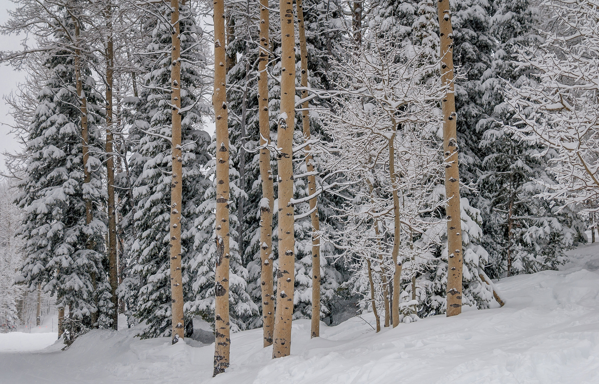 Baixar papel de parede para celular de Inverno, Neve, Floresta, Árvore, Terra/natureza gratuito.