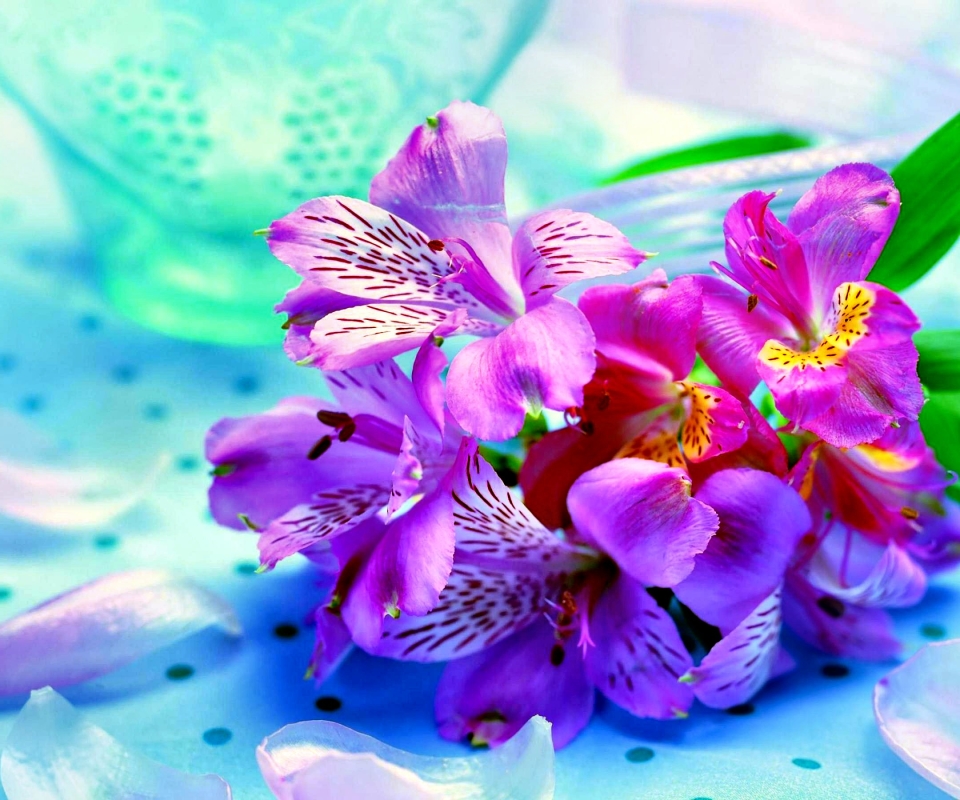 Téléchargez des papiers peints mobile Fleurs, Rose, Iris, Fleur, Coloré, Terre/nature gratuitement.