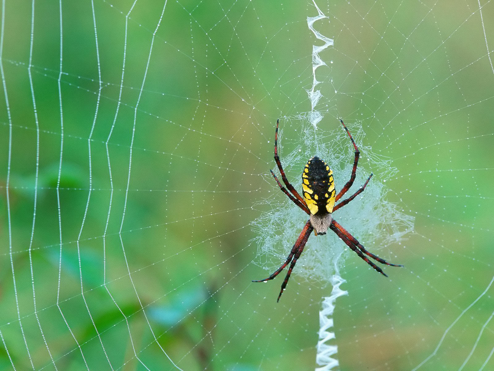 271017 Hintergrundbild herunterladen tiere, spinne, spinnentier, nahansicht, spinnennetz, spinnen - Bildschirmschoner und Bilder kostenlos