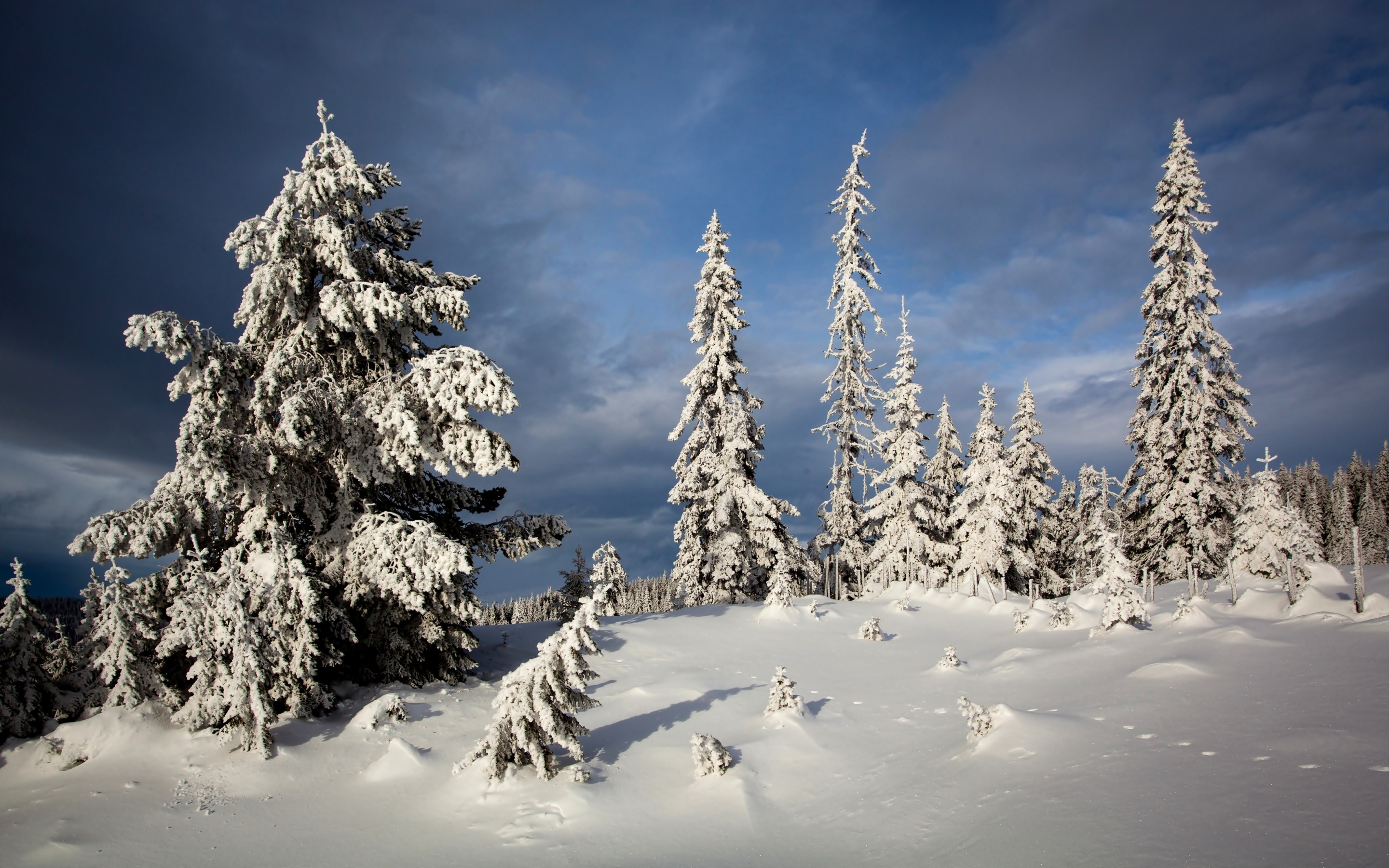 Download mobile wallpaper Winter, Snow, Tree, Earth for free.