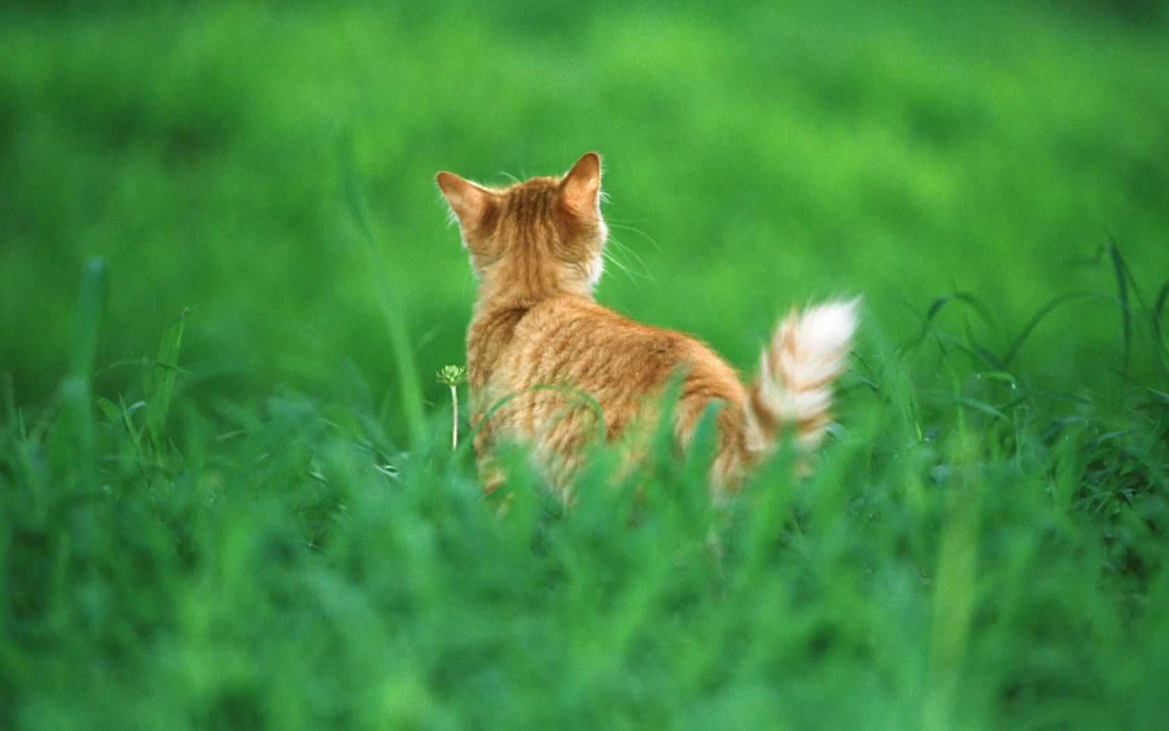Free download wallpaper Animals, Grass, Redhead, Tail, Cat on your PC desktop