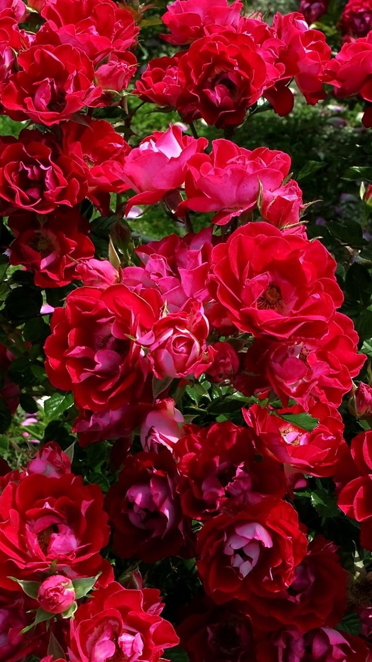 Скачати мобільні шпалери Квітка, Роза, Земля, Рожева Квітка, Трояндовий Кущ, Флауерзи безкоштовно.