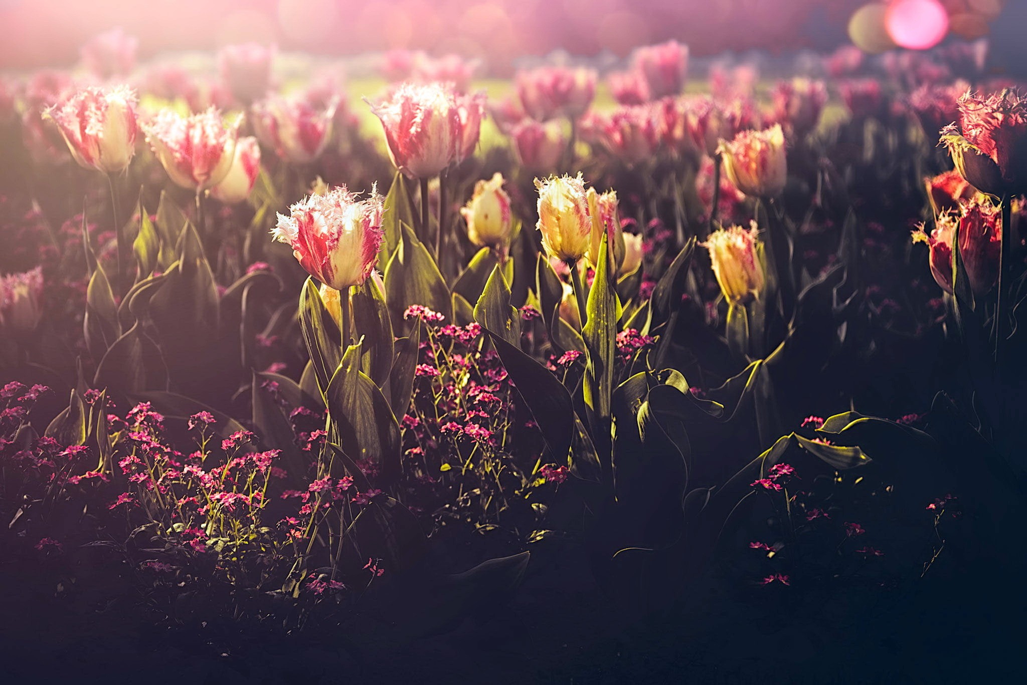 Téléchargez gratuitement l'image Fleurs, Fleur, Tulipe, Terre/nature sur le bureau de votre PC