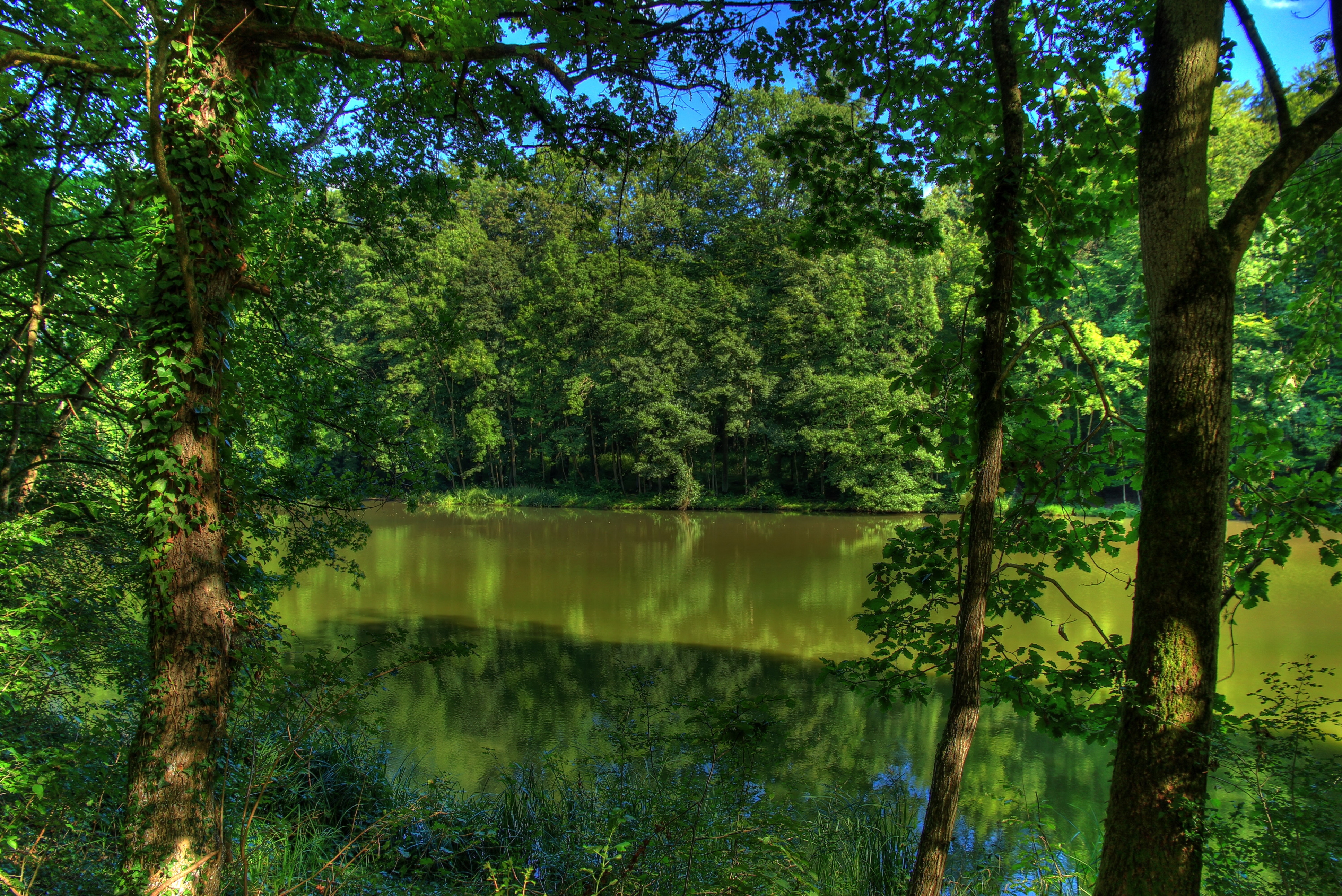Скачать картинку Река, Деревья, Природа, Германия в телефон бесплатно.