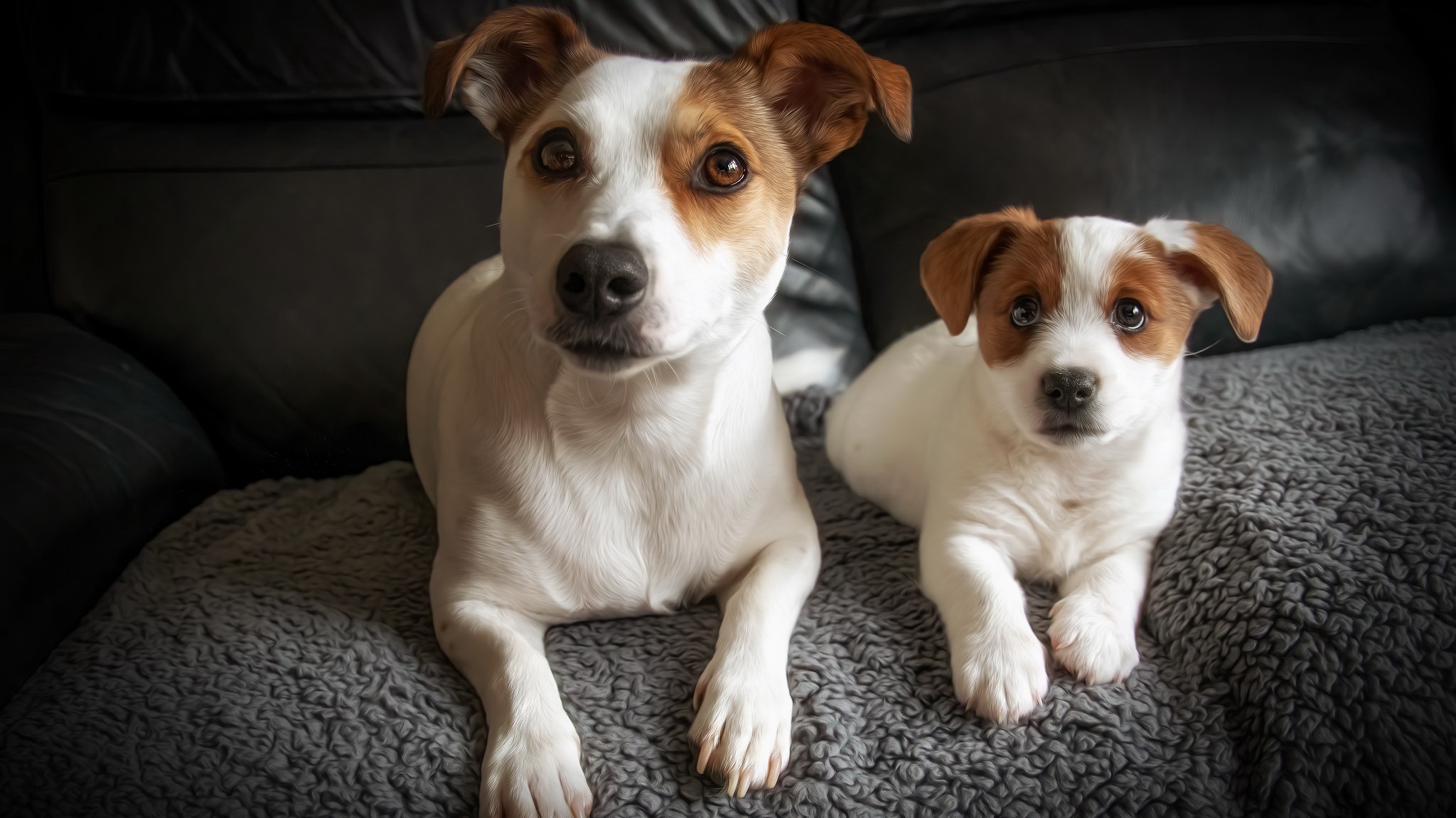 Free download wallpaper Dogs, Animal, Puppy, Jack Russell Terrier, Baby Animal on your PC desktop