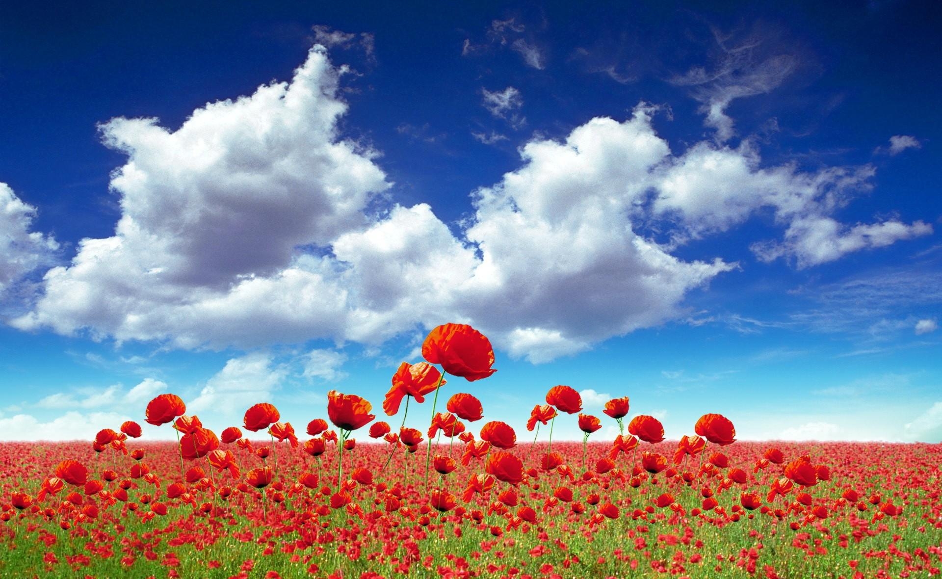 poppies, sky, shine, flowers, clouds, light, field