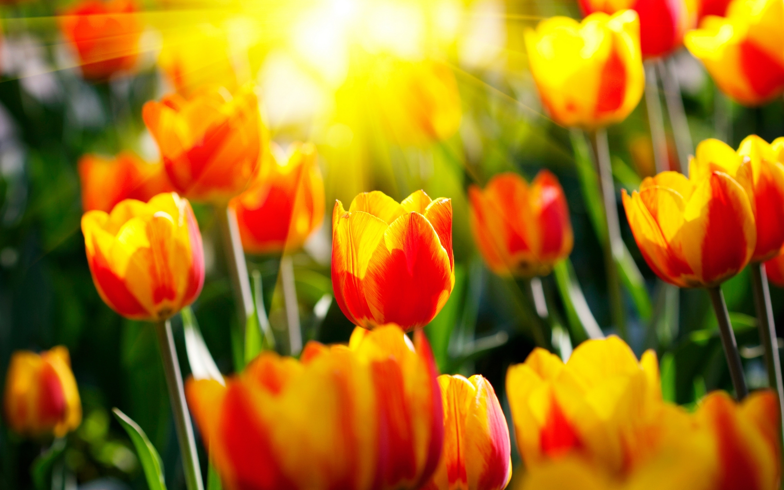 Descarga gratuita de fondo de pantalla para móvil de Flores, Fondo, Tulipanes.
