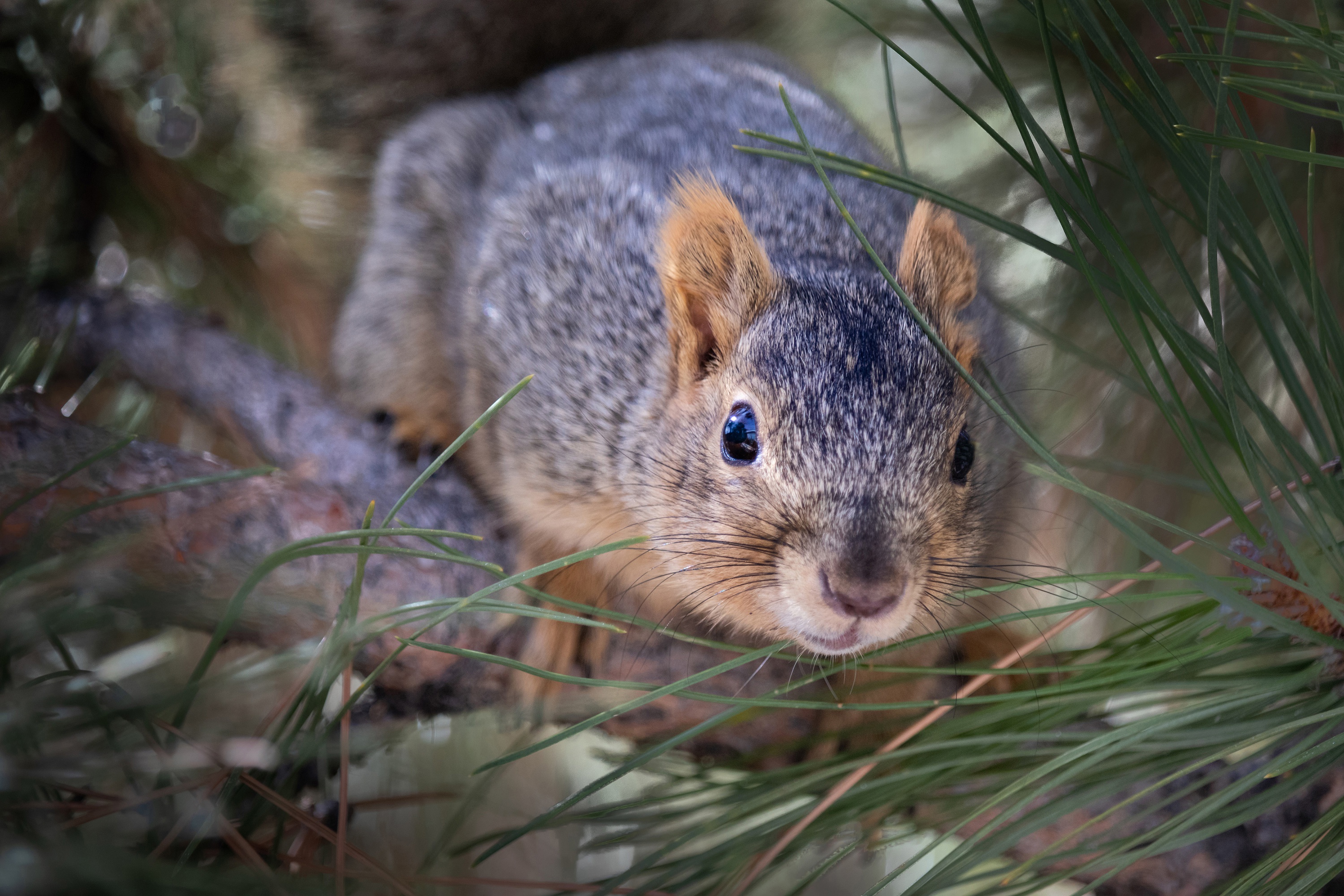 Download mobile wallpaper Squirrel, Muzzle, Animal, Rodent for free.