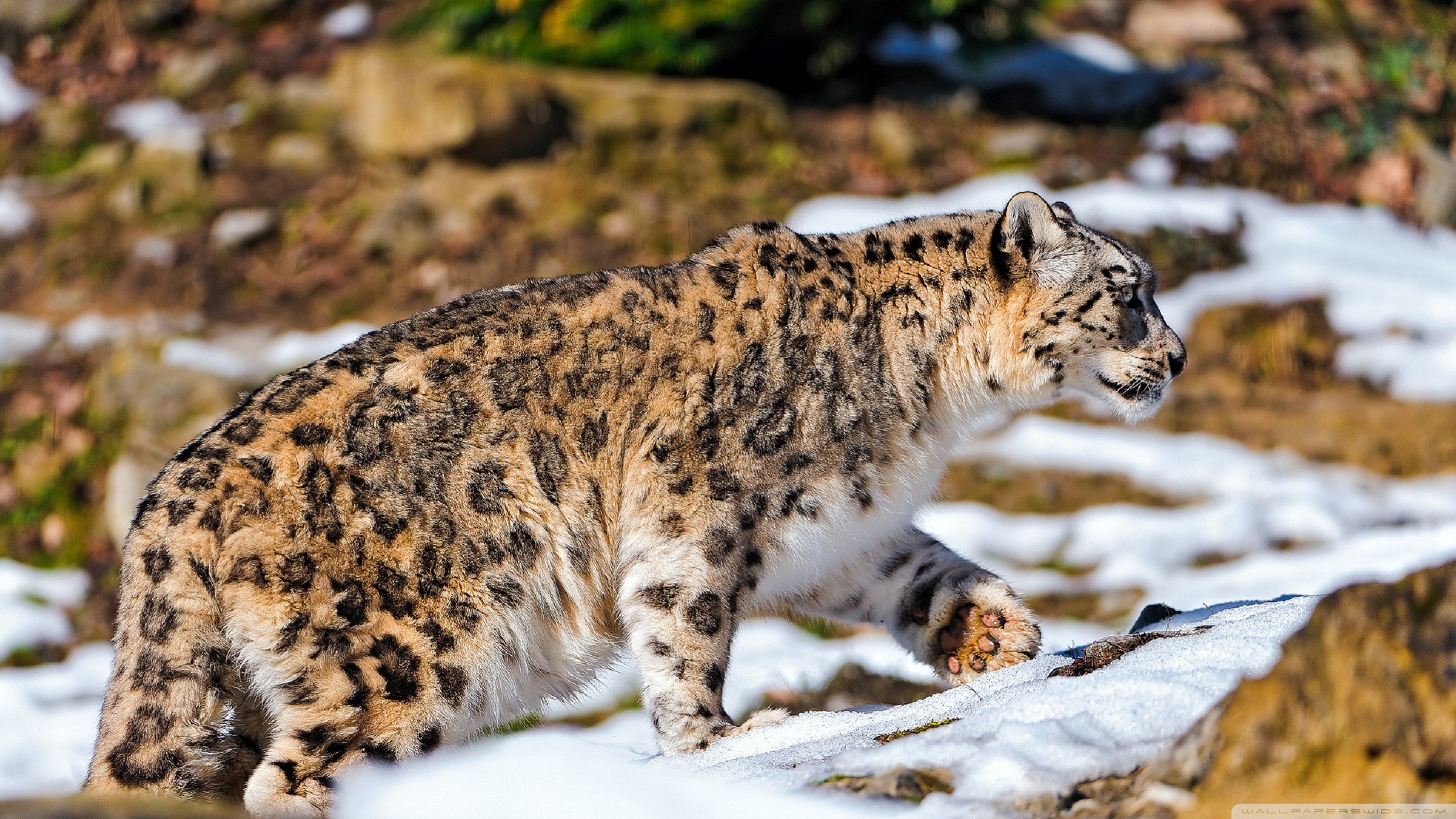 Descarga gratuita de fondo de pantalla para móvil de Leopardo De Las Nieves, Gatos, Animales.