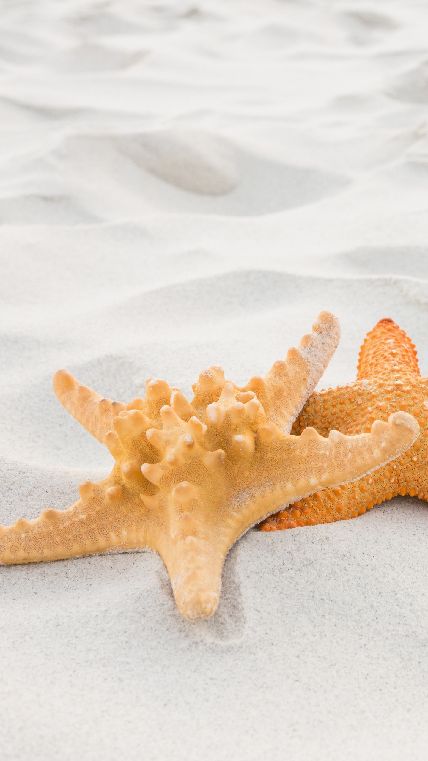 Download mobile wallpaper Sand, Starfish, Close Up, Animal for free.