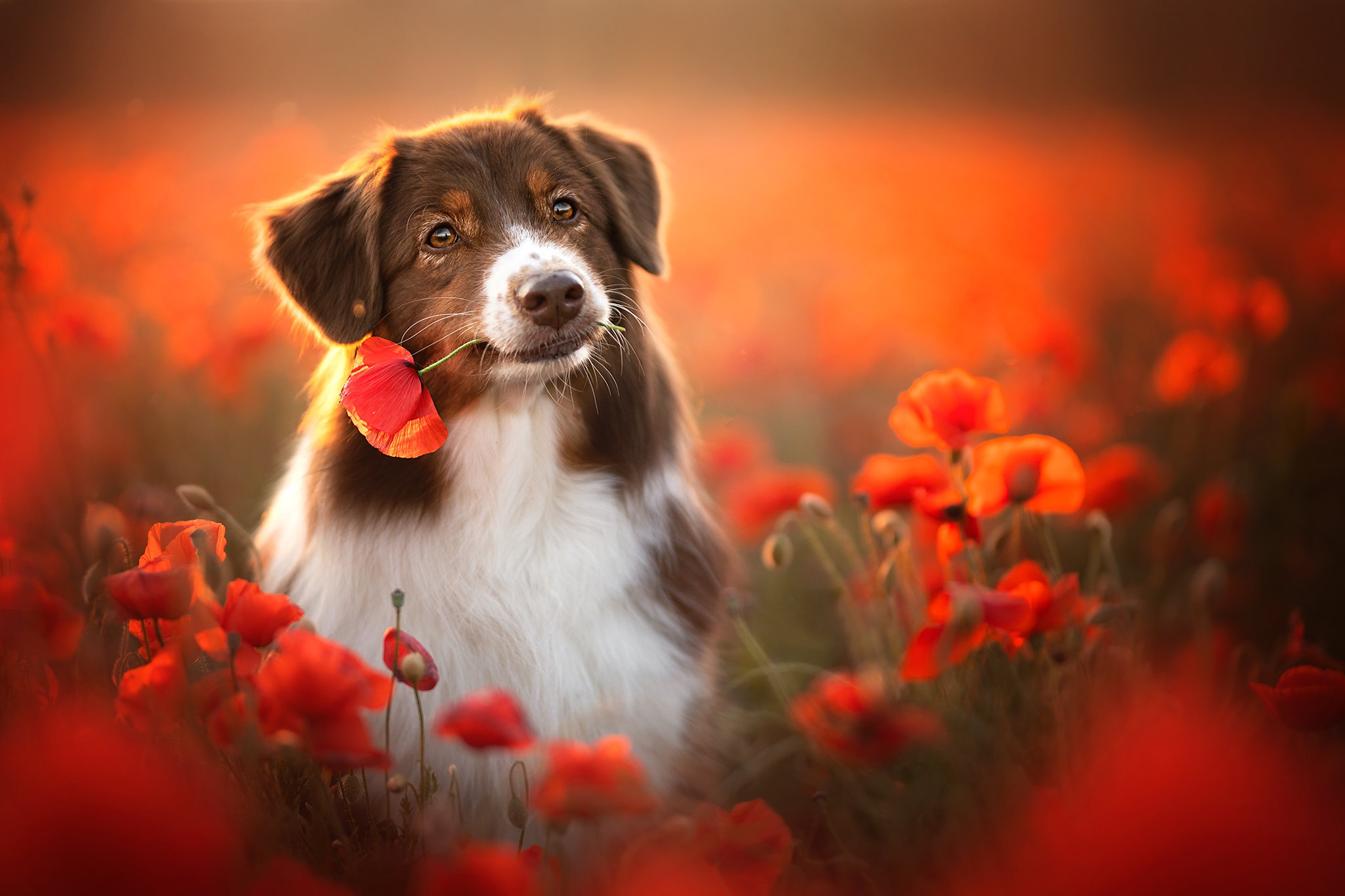 PCデスクトップに動物, ポピー, 花, 犬, オーストラリアン シェパード画像を無料でダウンロード