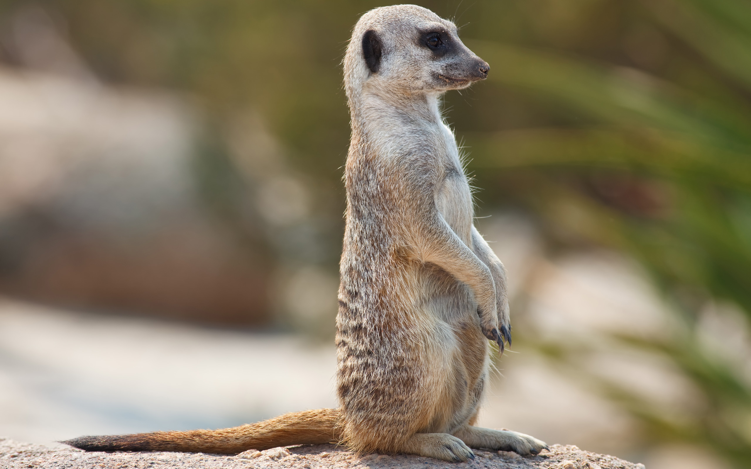 537379 descargar fondo de pantalla animales, suricata, de cerca: protectores de pantalla e imágenes gratis