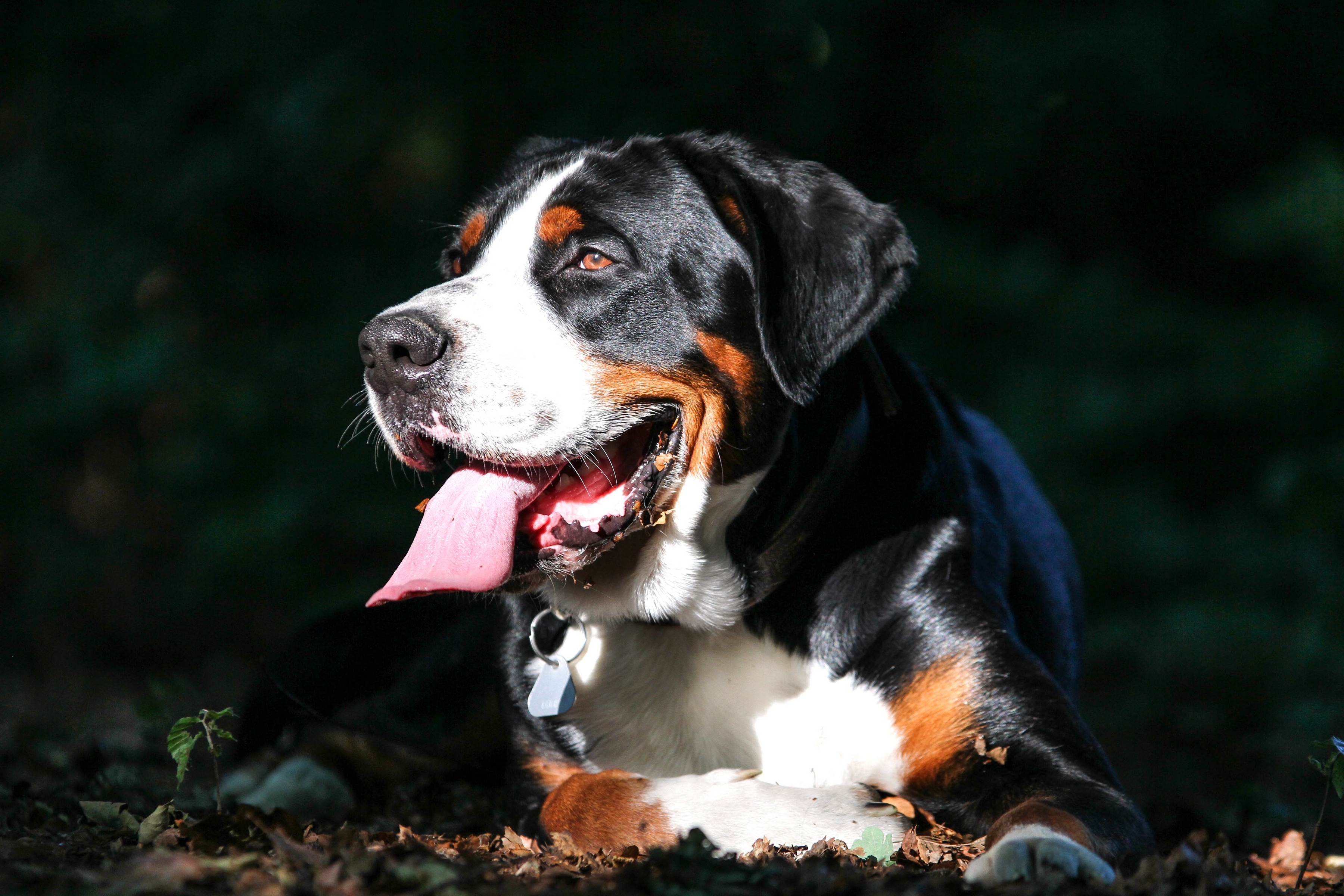Download mobile wallpaper Muzzle, Greater Swiss Mountain Dog, Great Swiss Zennenhund, Animals, Dog for free.