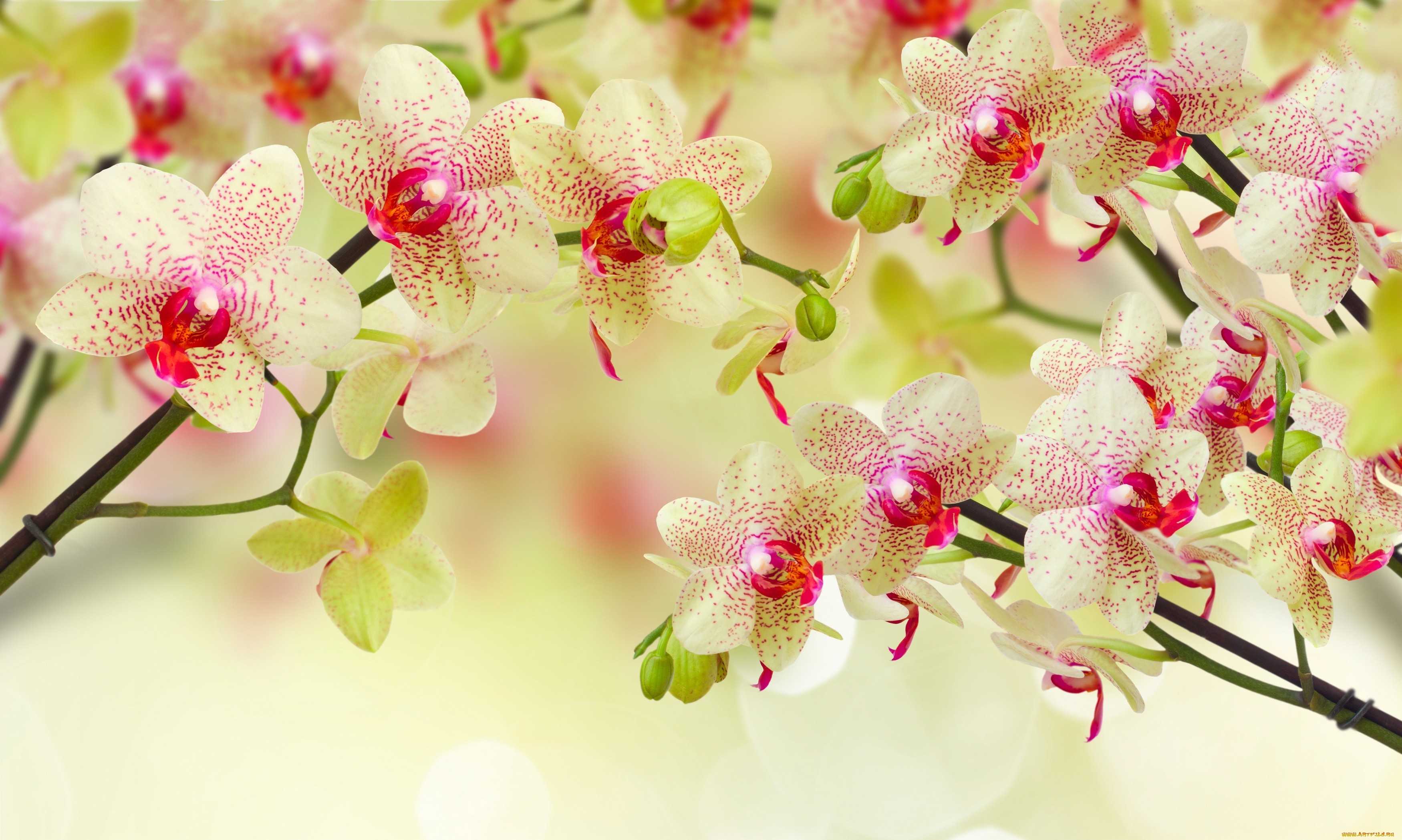 Скачать картинку Цветок, Орхидея, Белый Цветок, Земля/природа, Флауэрсы в телефон бесплатно.