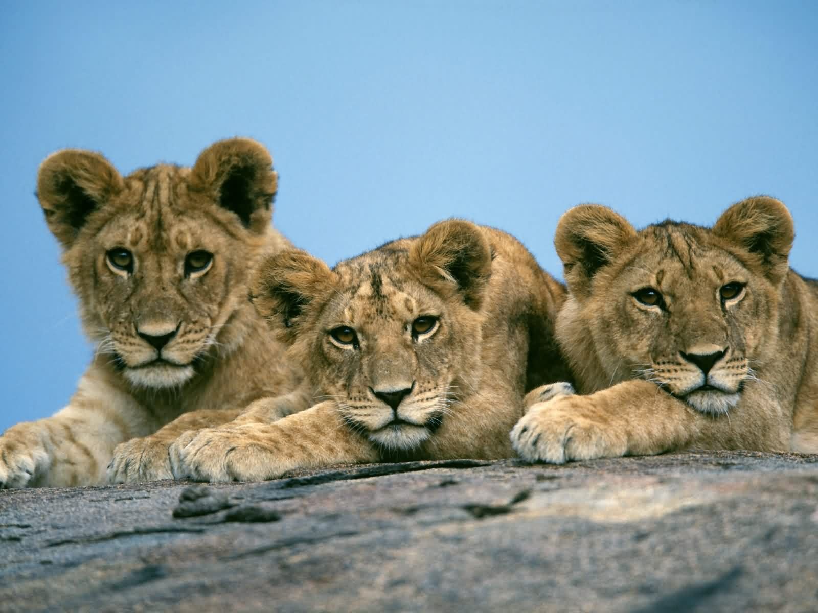 Téléchargez gratuitement l'image Animaux, Lion sur le bureau de votre PC