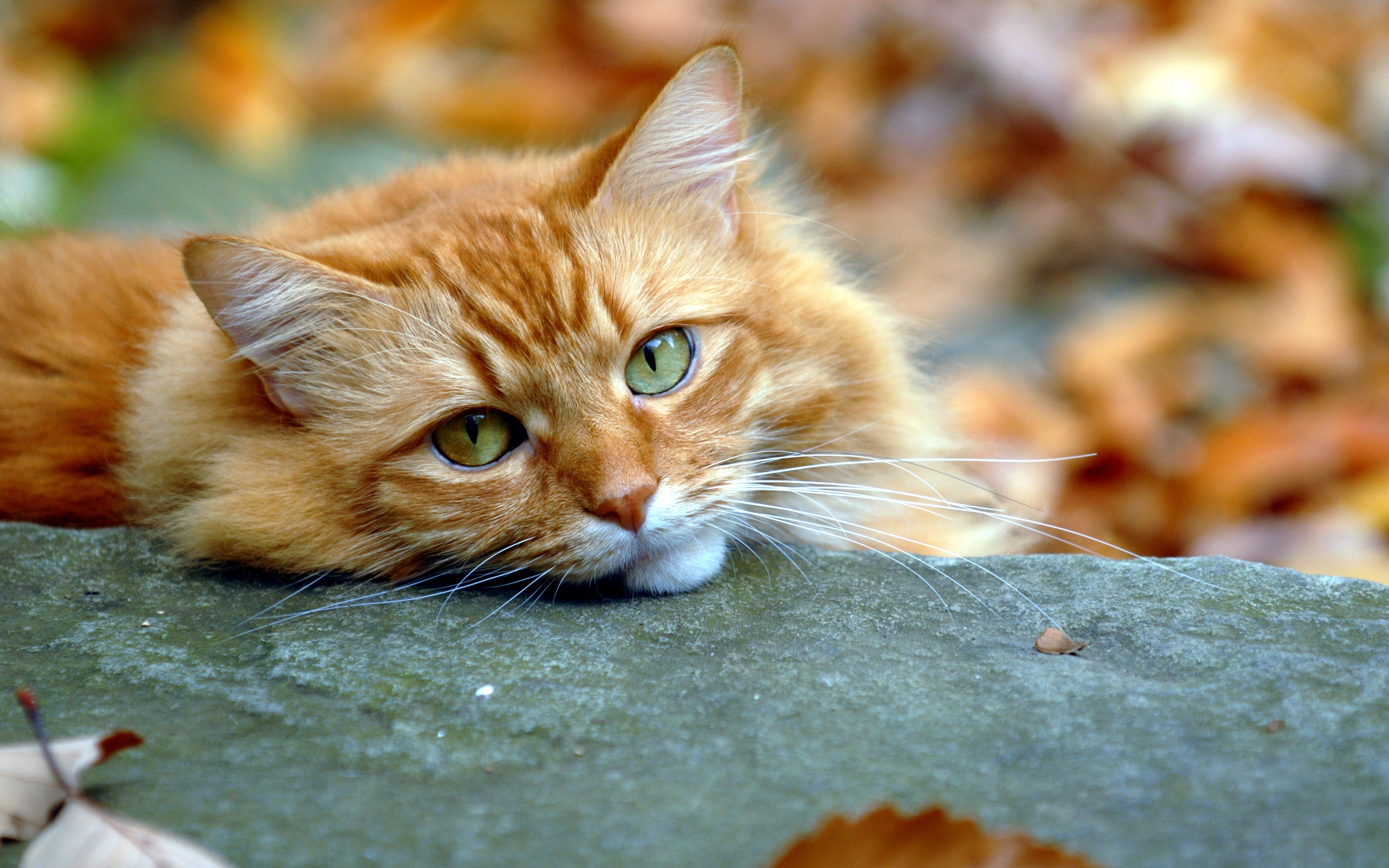 Baixar papel de parede para celular de Gato, Gatos, Animais gratuito.