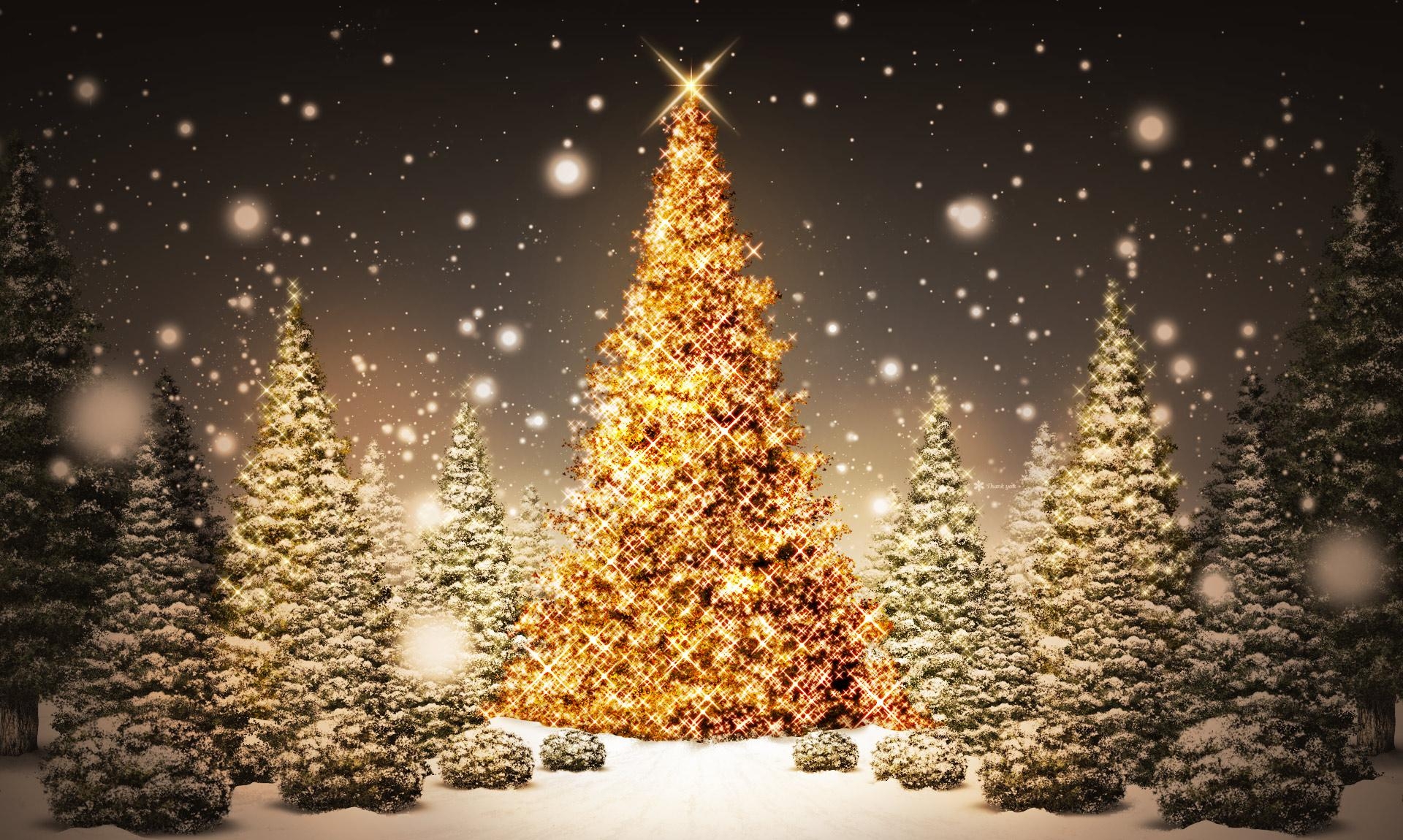136016画像をダウンロード雪, 祝日, 新年, ナイト, モミの木, クリスマス, 森林, 森, 休日, はがき, 葉書-壁紙とスクリーンセーバーを無料で
