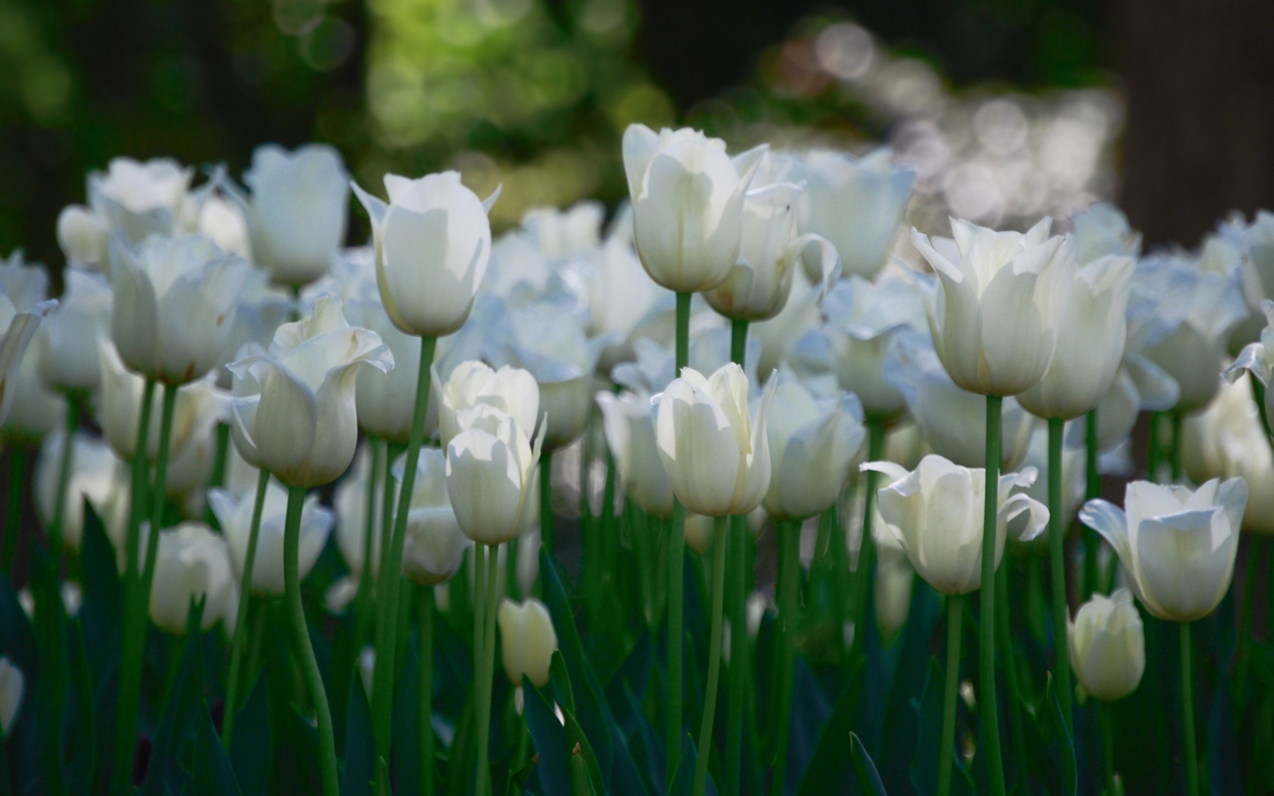 Téléchargez gratuitement l'image Fleurs, Tulipe, Terre/nature sur le bureau de votre PC