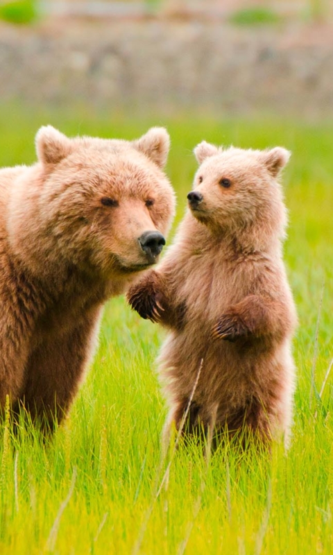 Скачать картинку Животные, Медведи, Медведь, Милый, Детеныш, Милые в телефон бесплатно.