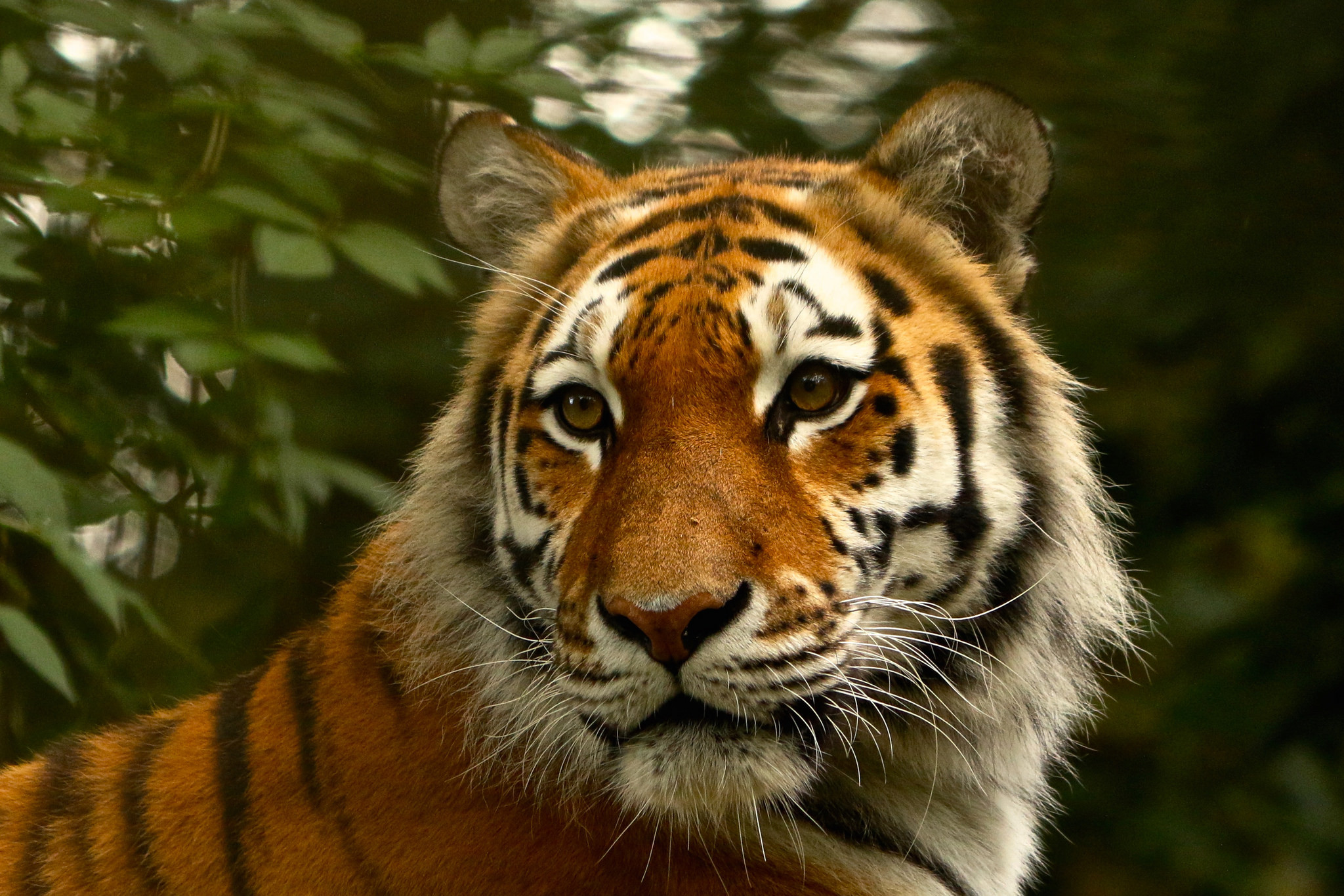 Téléchargez gratuitement l'image Animaux, Chats, Museau, Tigre sur le bureau de votre PC