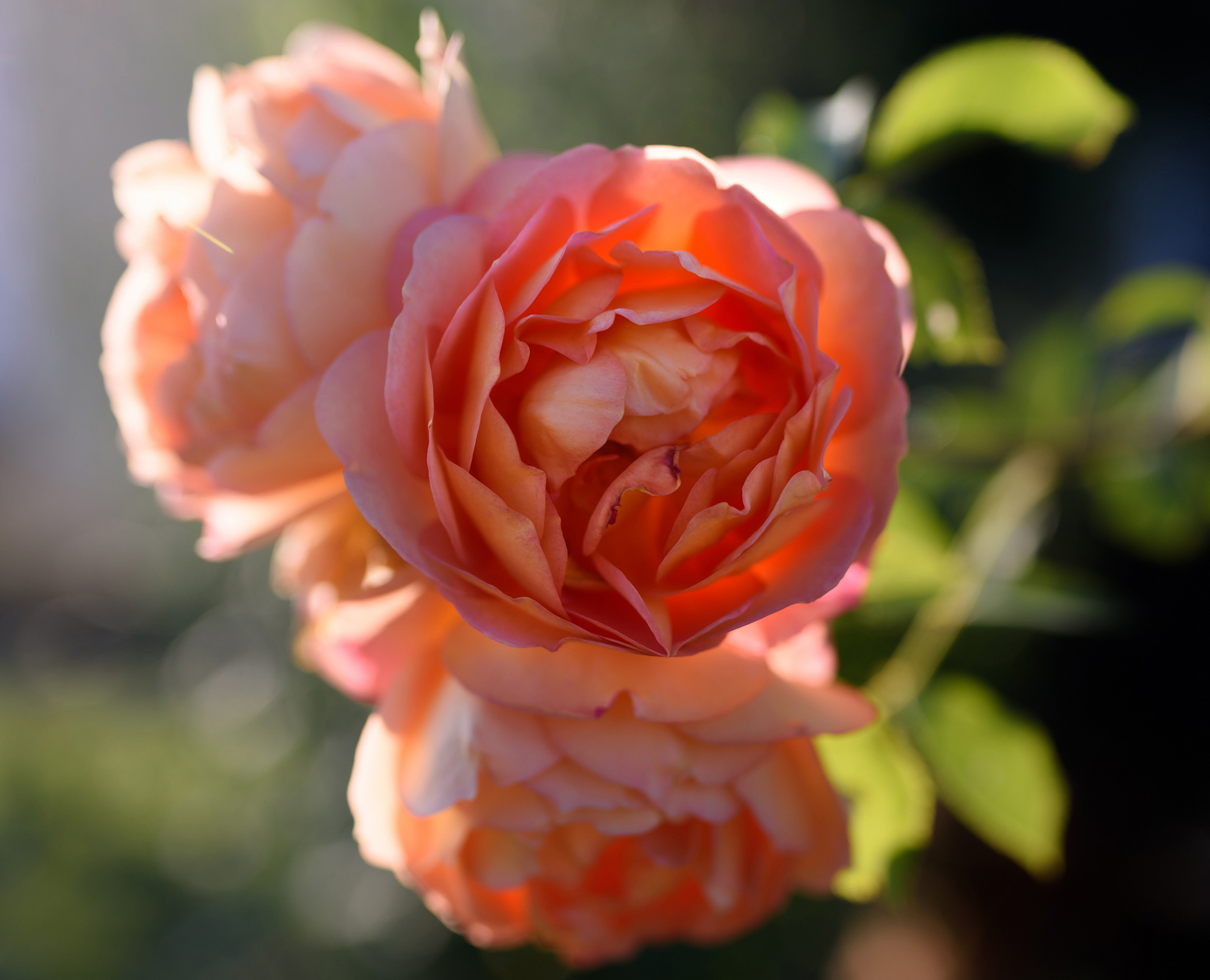 Descarga gratuita de fondo de pantalla para móvil de Flores, Rosa, Flor, Tierra/naturaleza, Macrofotografía, Rosa Rosada.