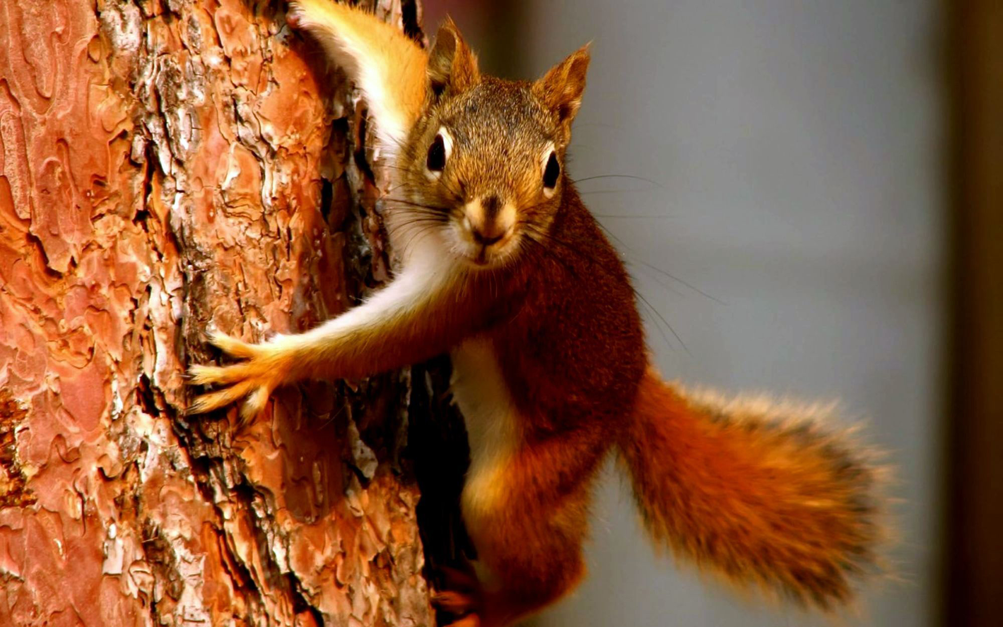 Handy-Wallpaper Tiere, Eichhörnchen kostenlos herunterladen.