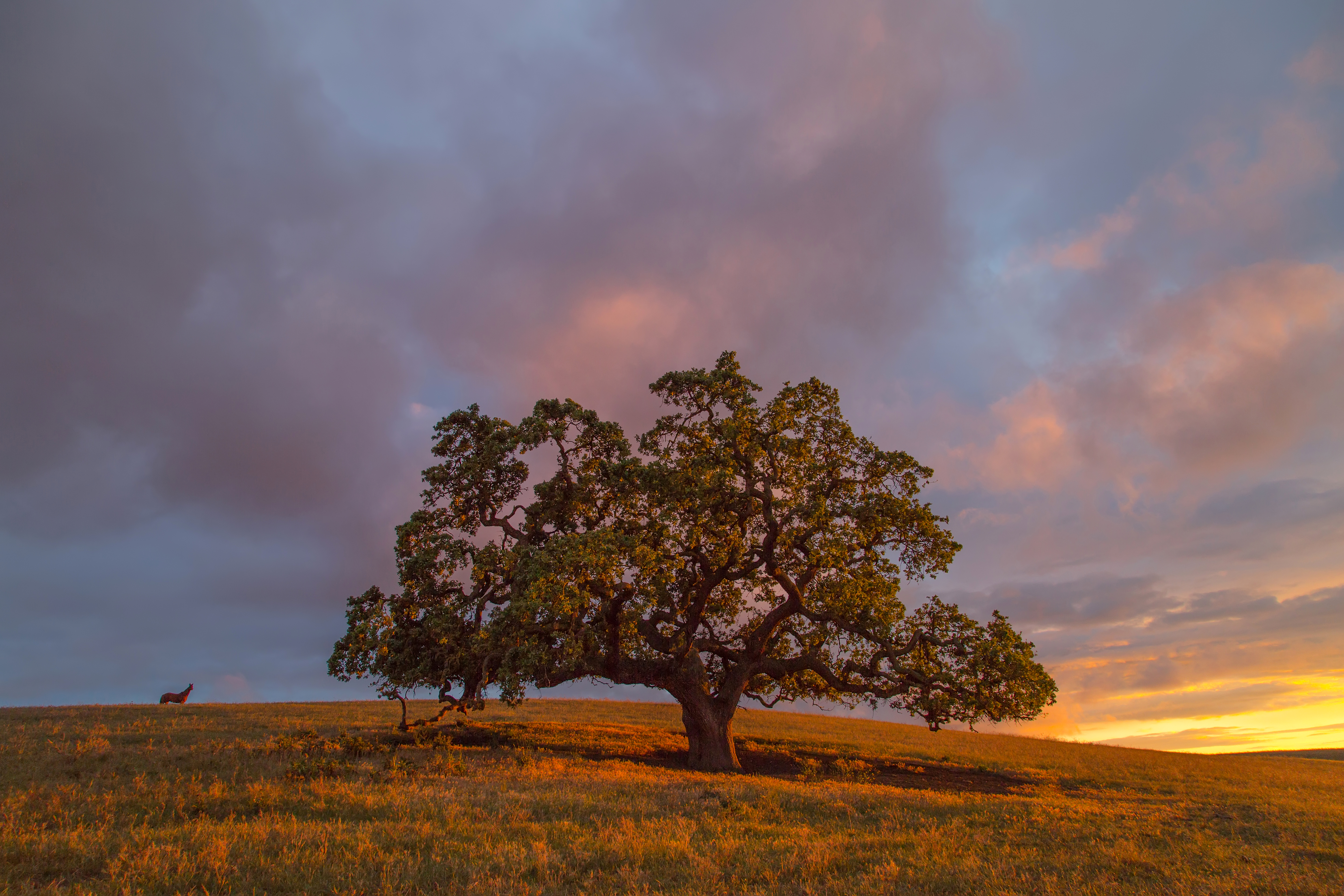Free download wallpaper Nature, Trees, Sunset, Tree, Earth, Hill, Lonely Tree on your PC desktop