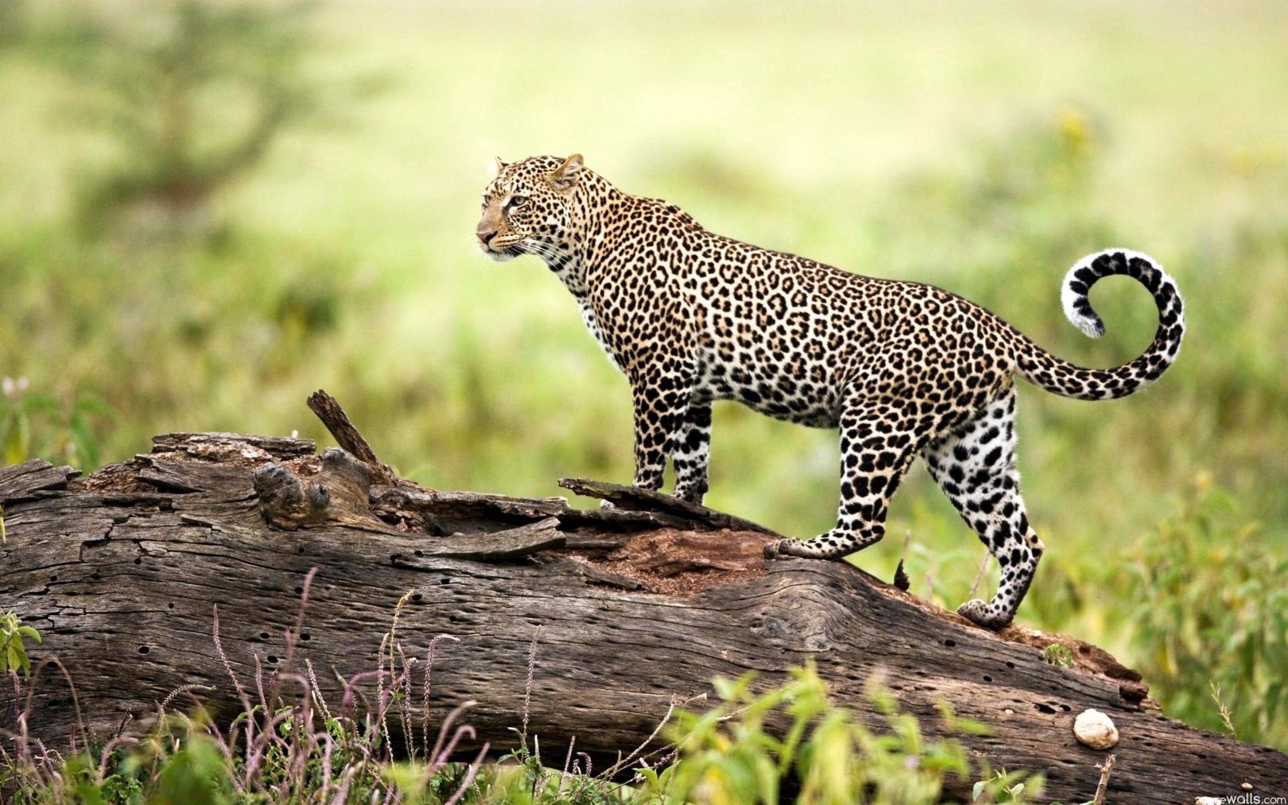 Download mobile wallpaper Cats, Leopard, Animal for free.