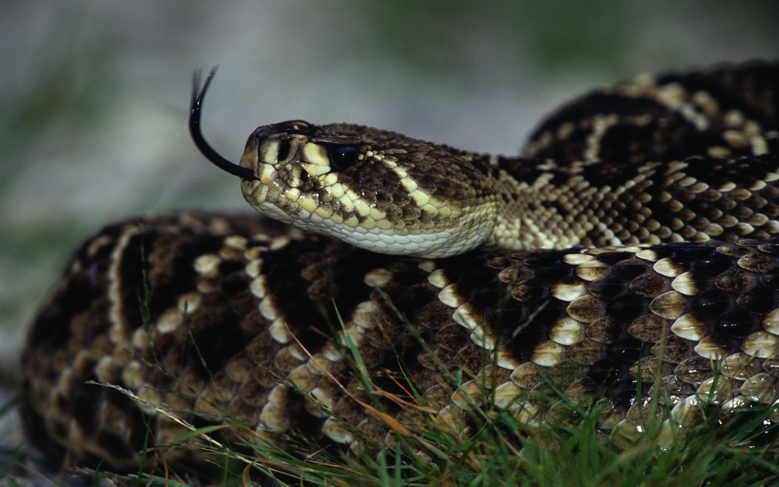 Téléchargez gratuitement l'image Animaux, Serpent, Reptiles sur le bureau de votre PC