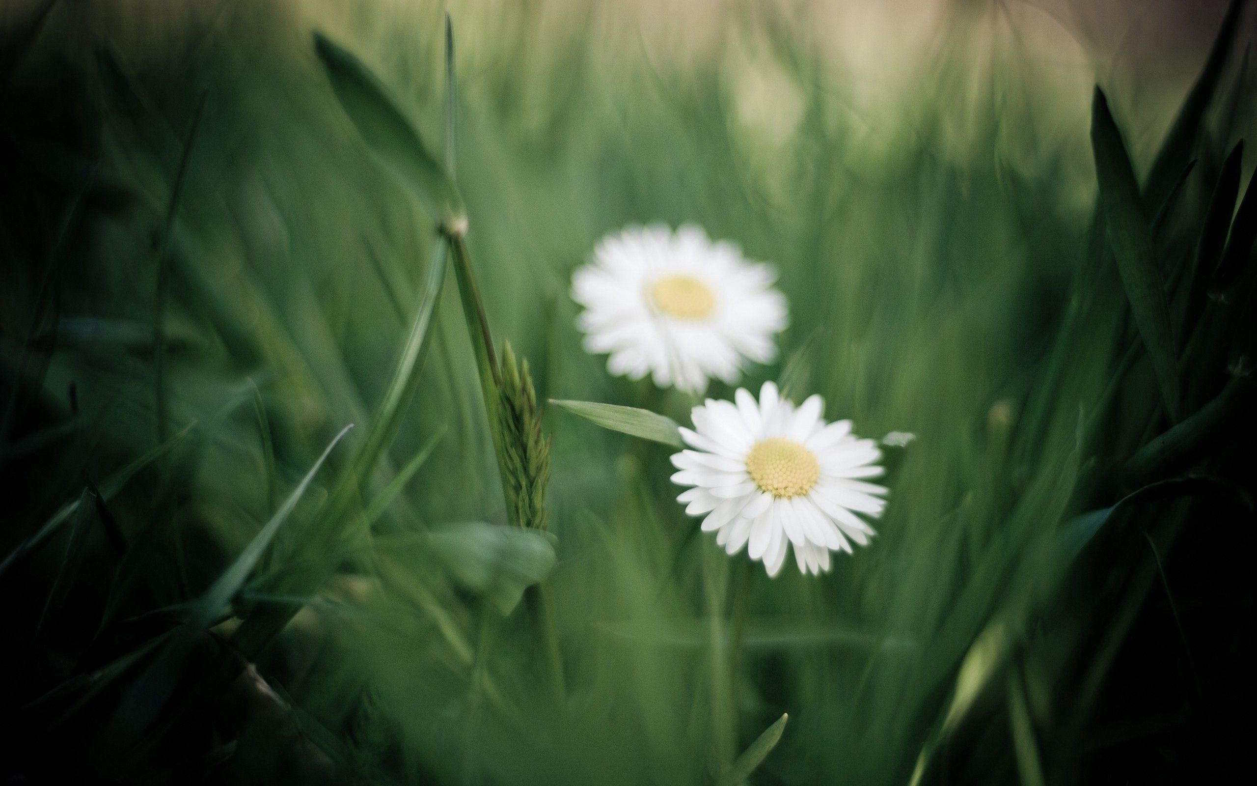 Free download wallpaper Grass, Macro, Flowers, Petals on your PC desktop